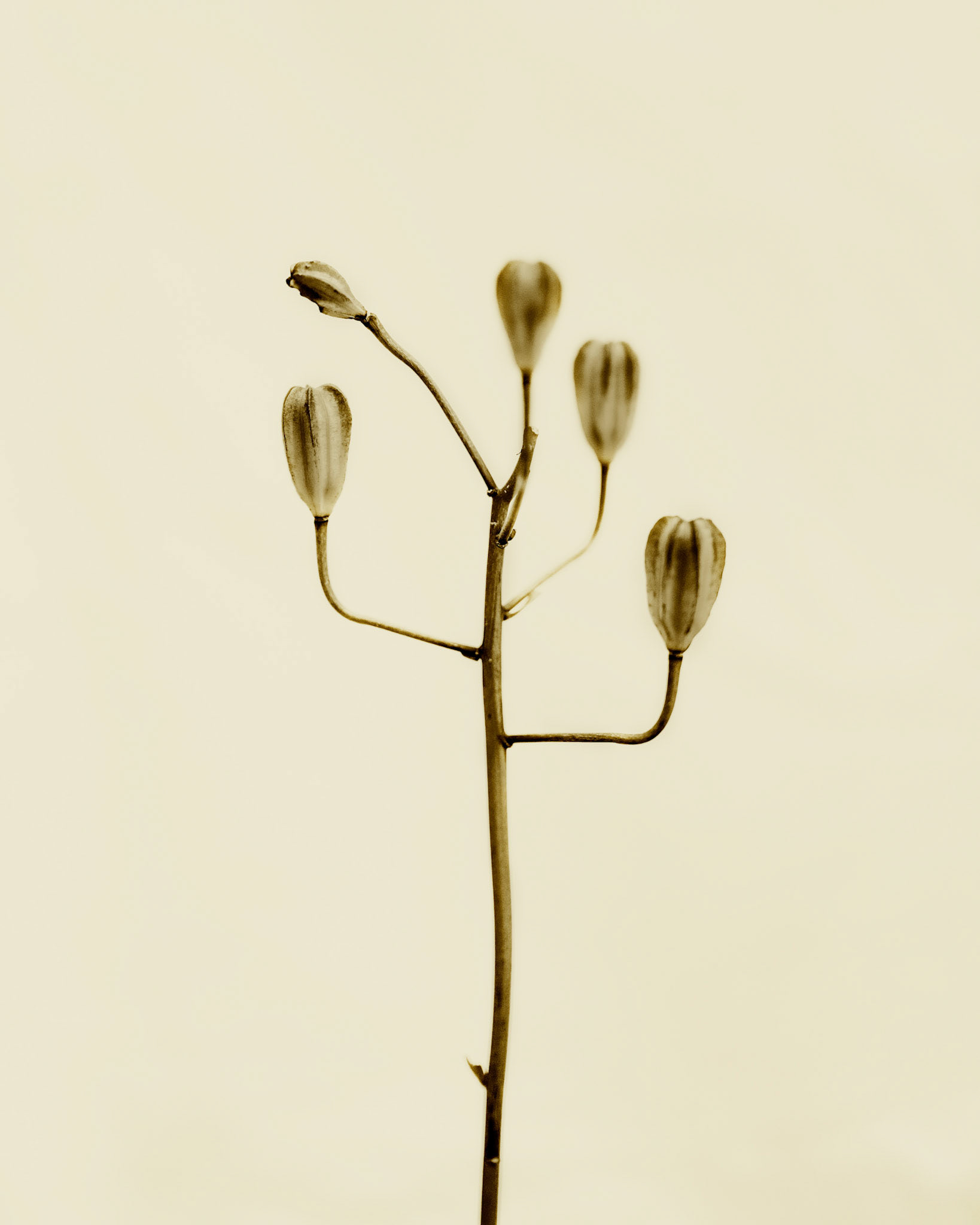 Lilium martagon