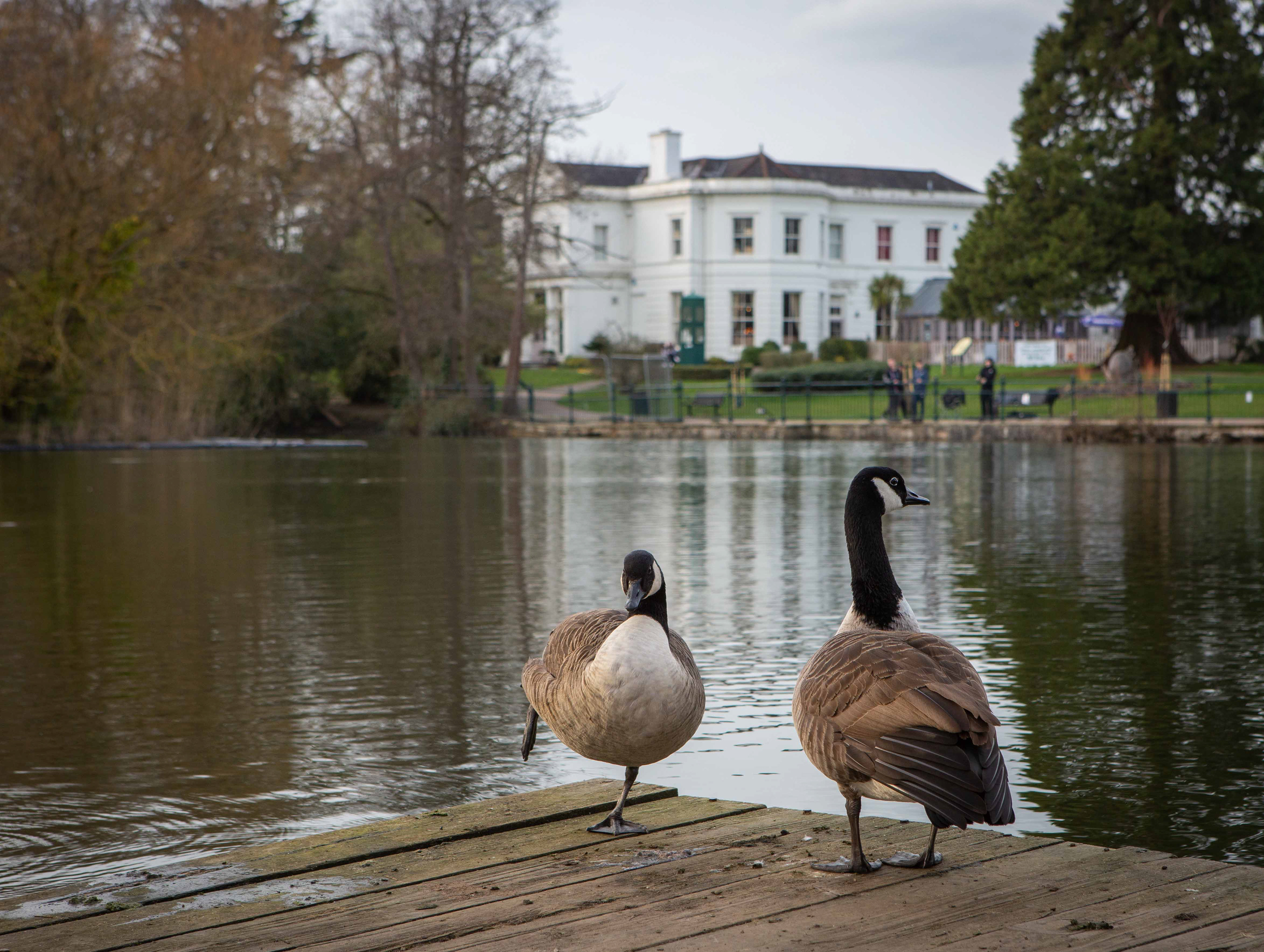 Geese
