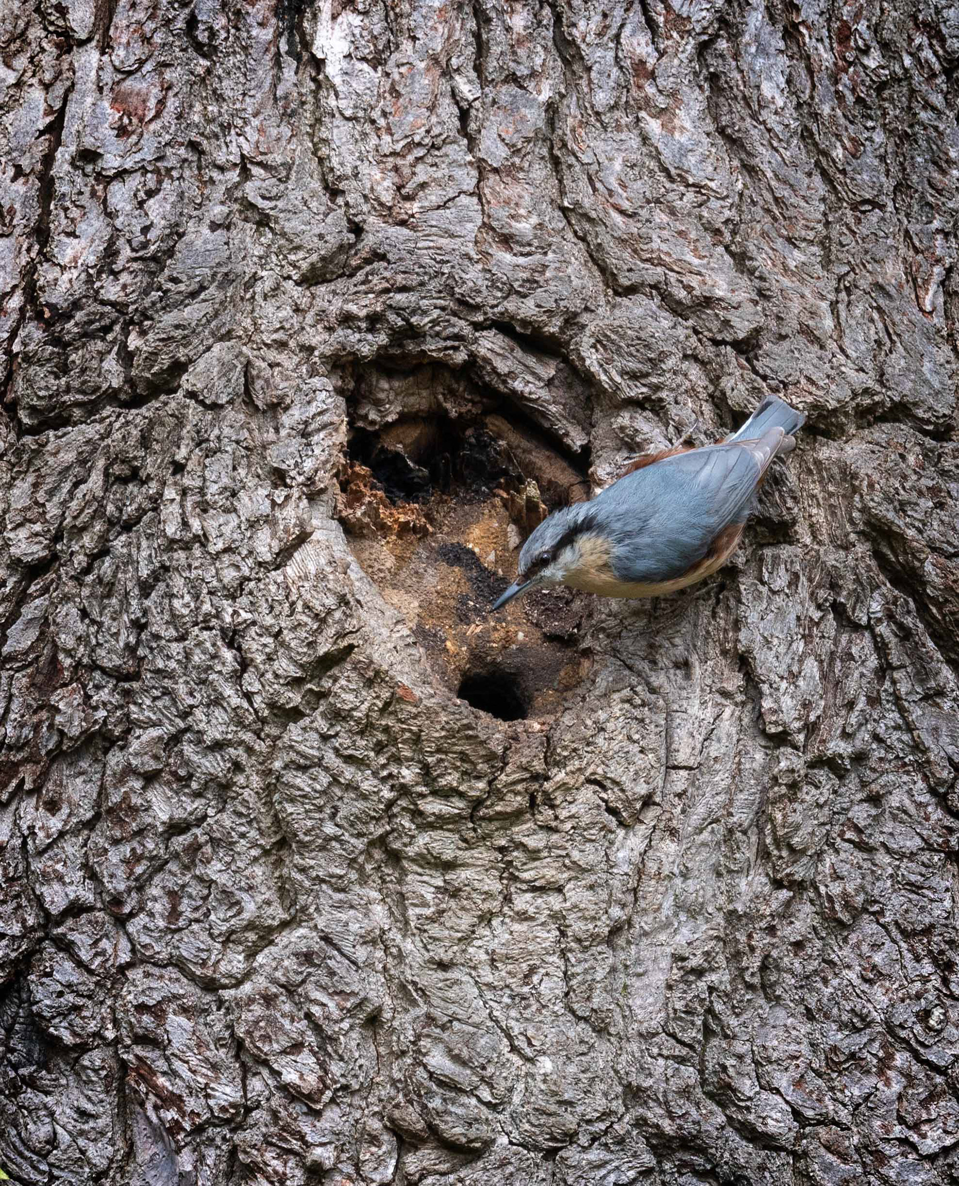 Nuthatch at its nesting hole