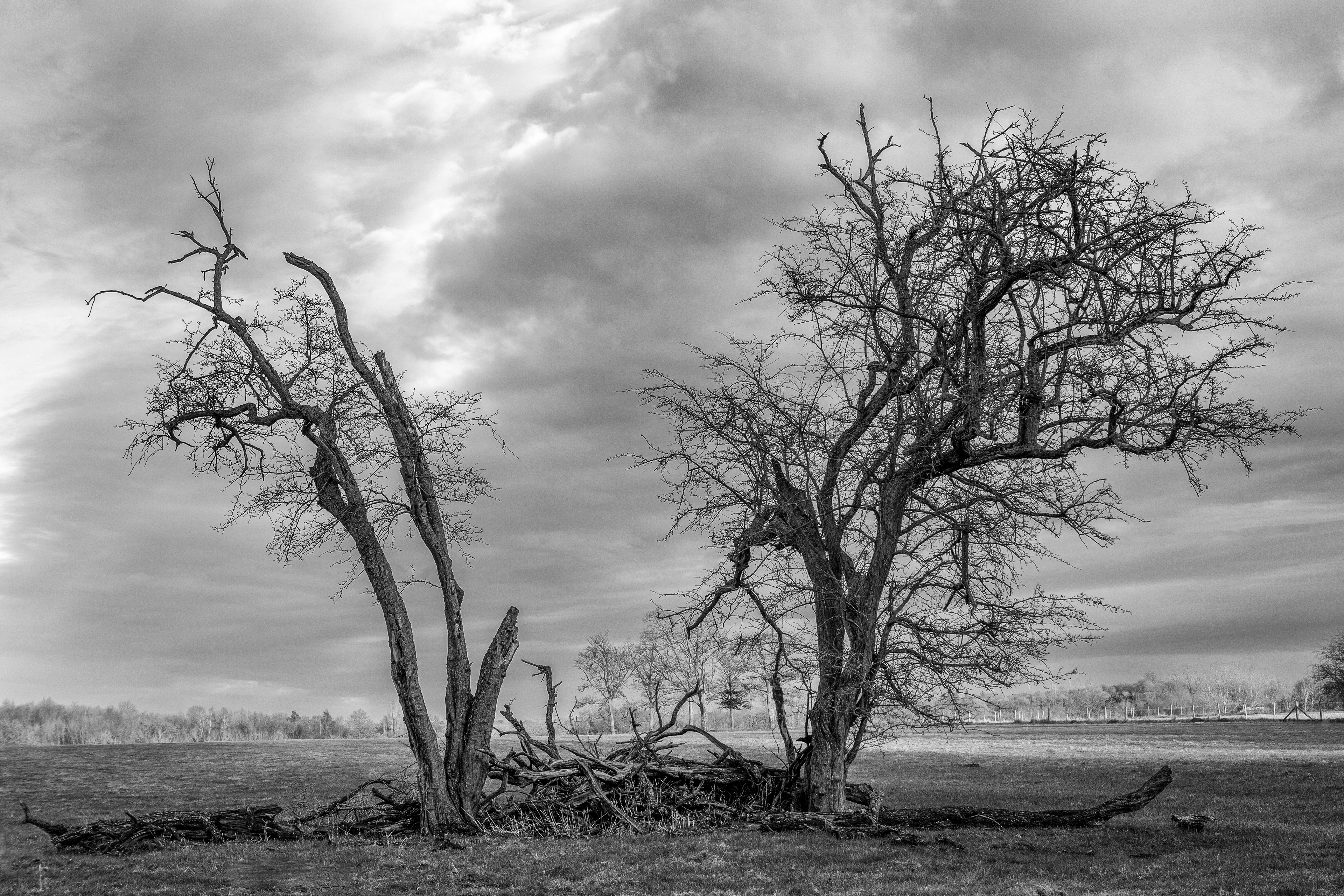 Trees