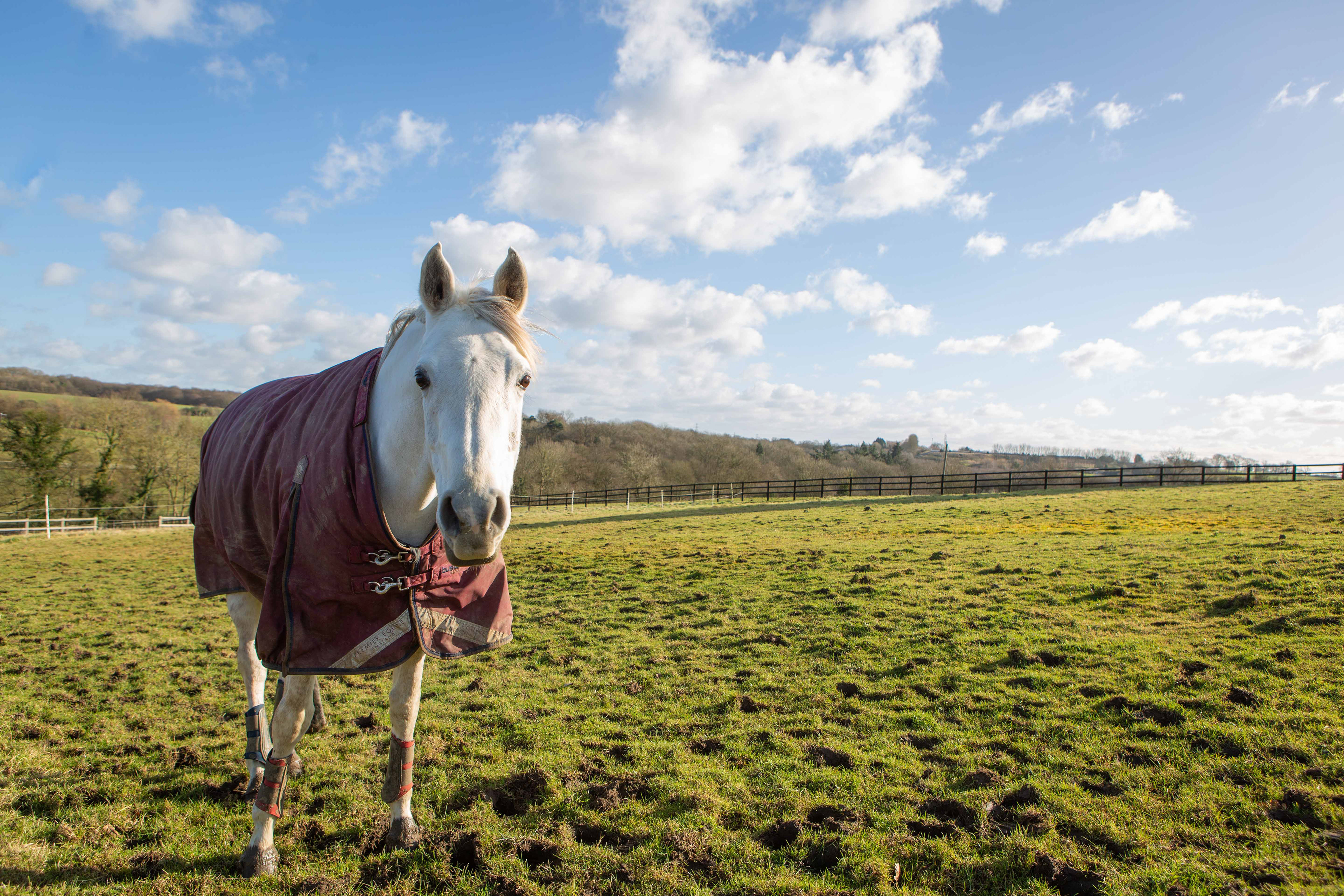 Horse
