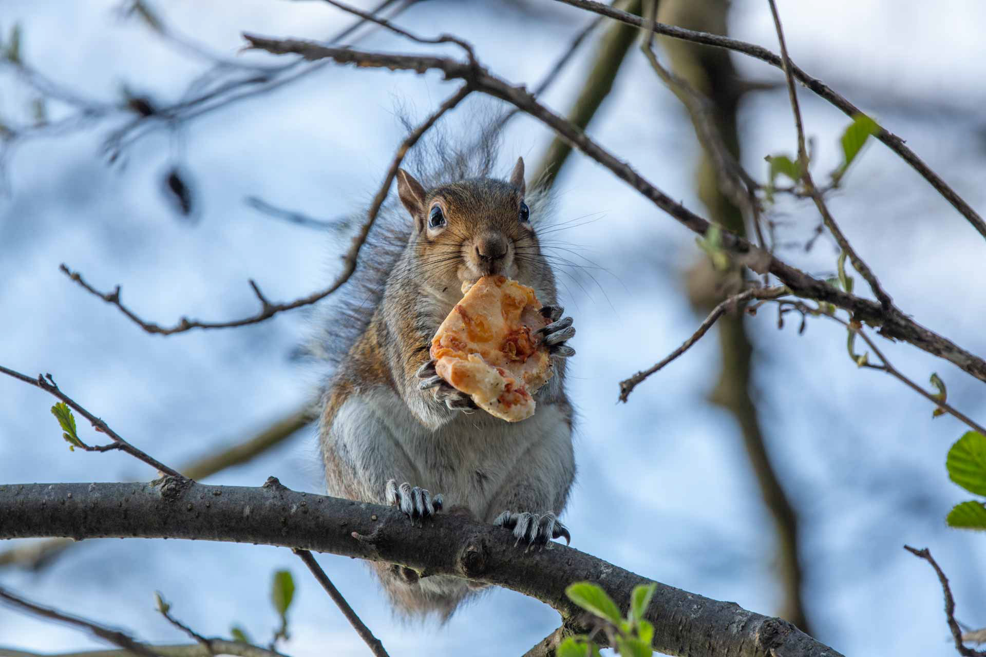 Squirrel enjoying takeaway