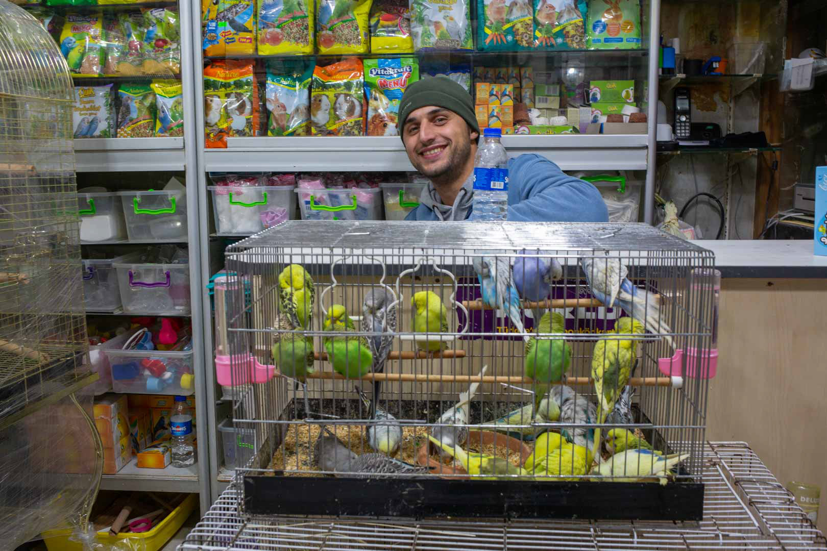 Song birds for sale