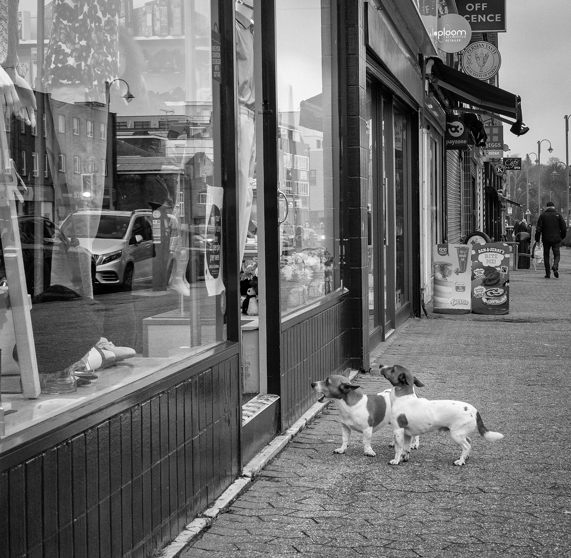 Waiting for their human