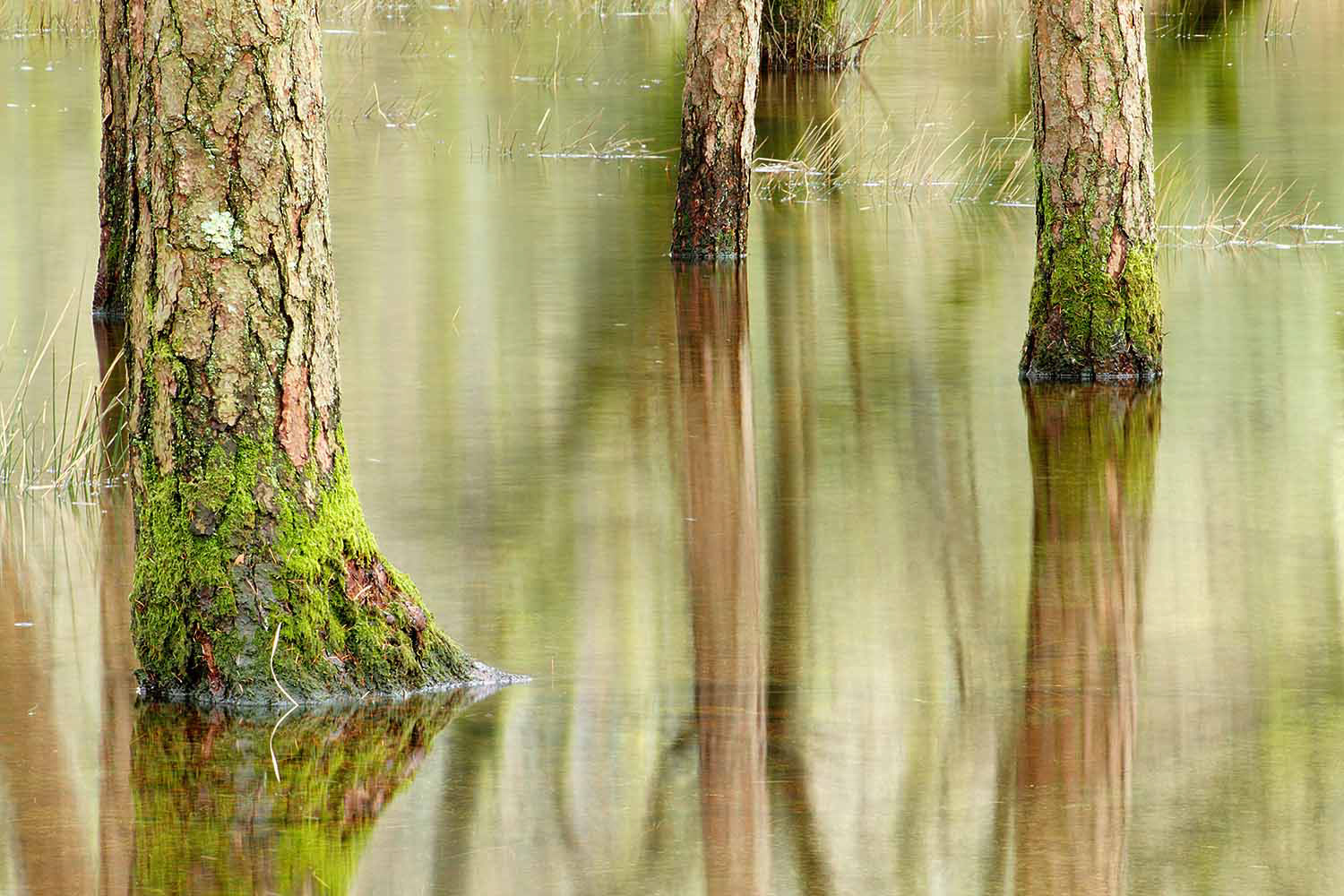 Manesty Woods, Derwentwater, Cumbria