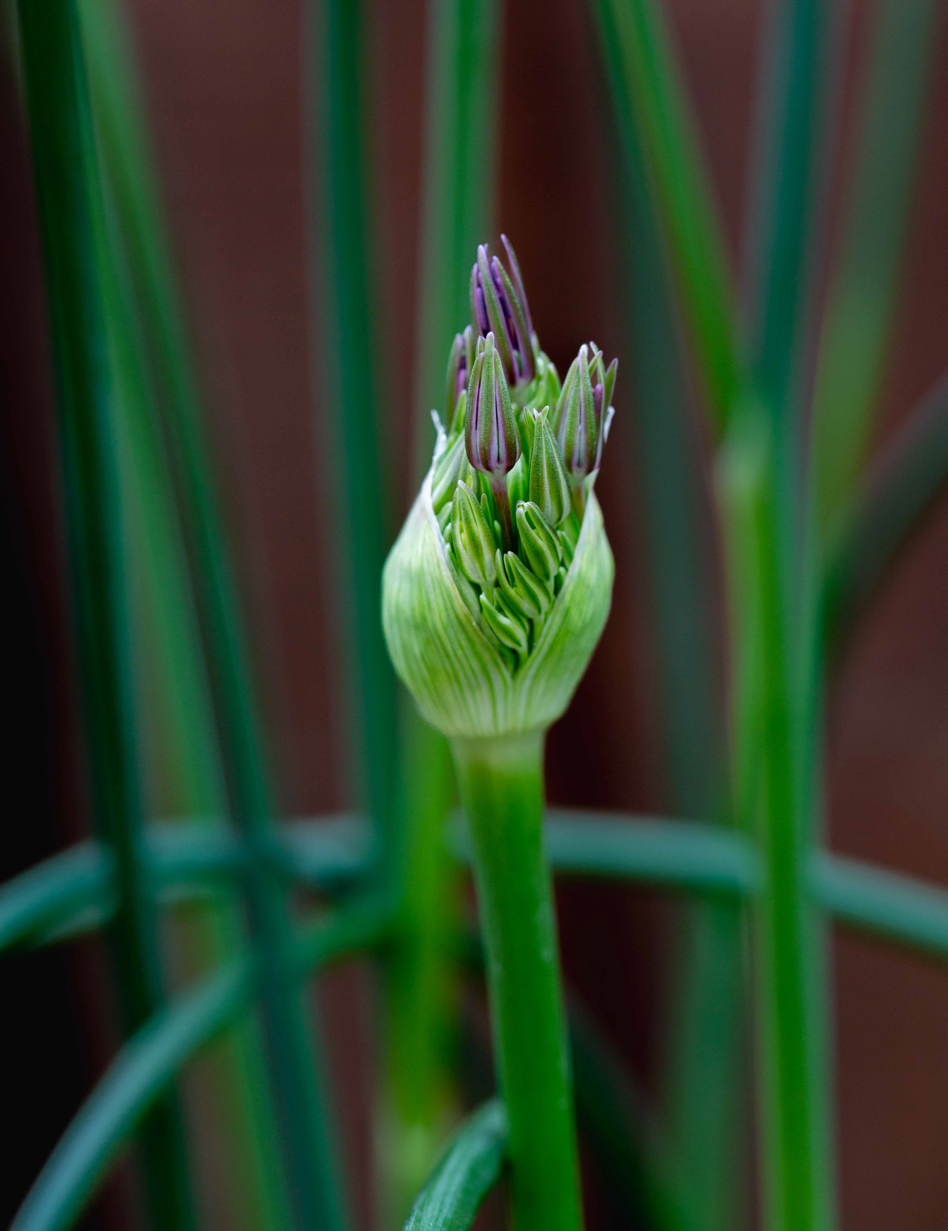 Bursting Allium