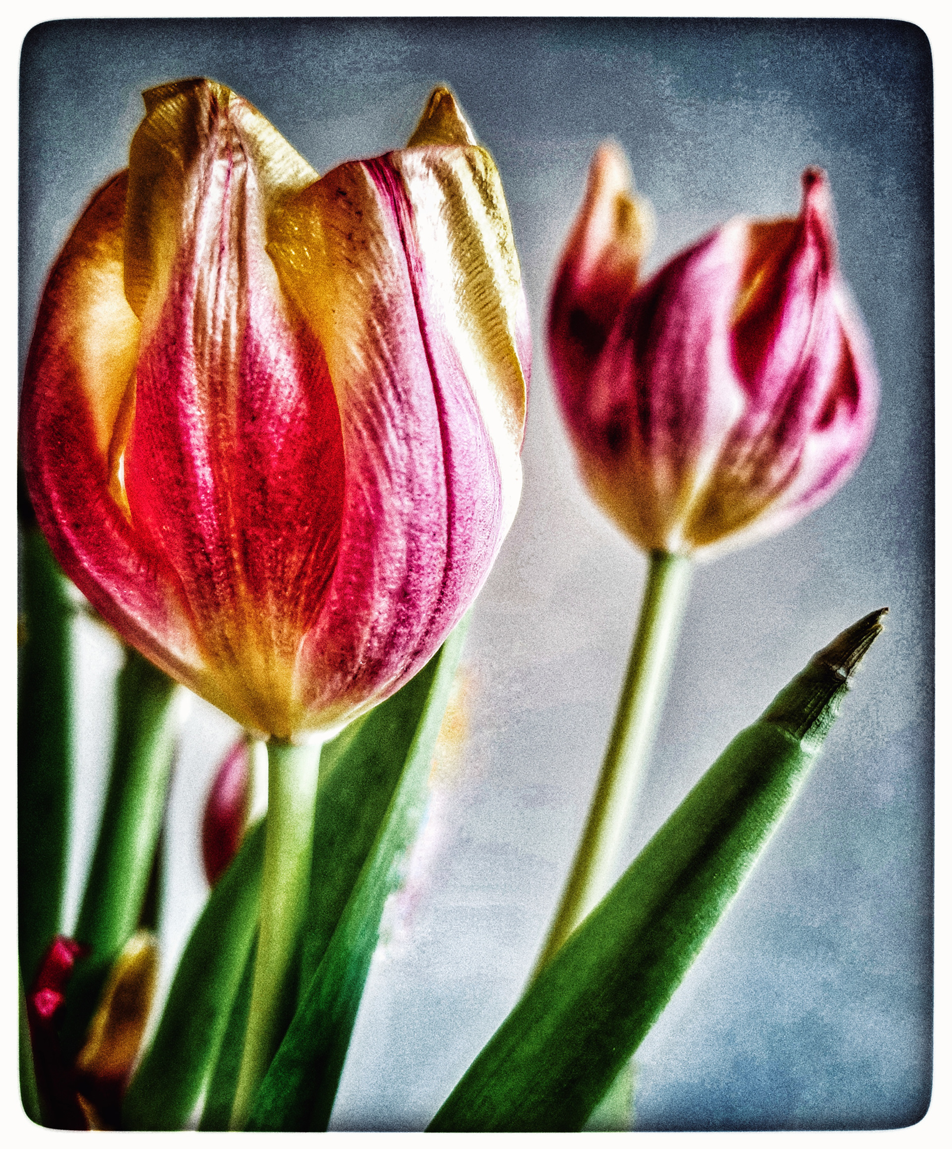 Tulips