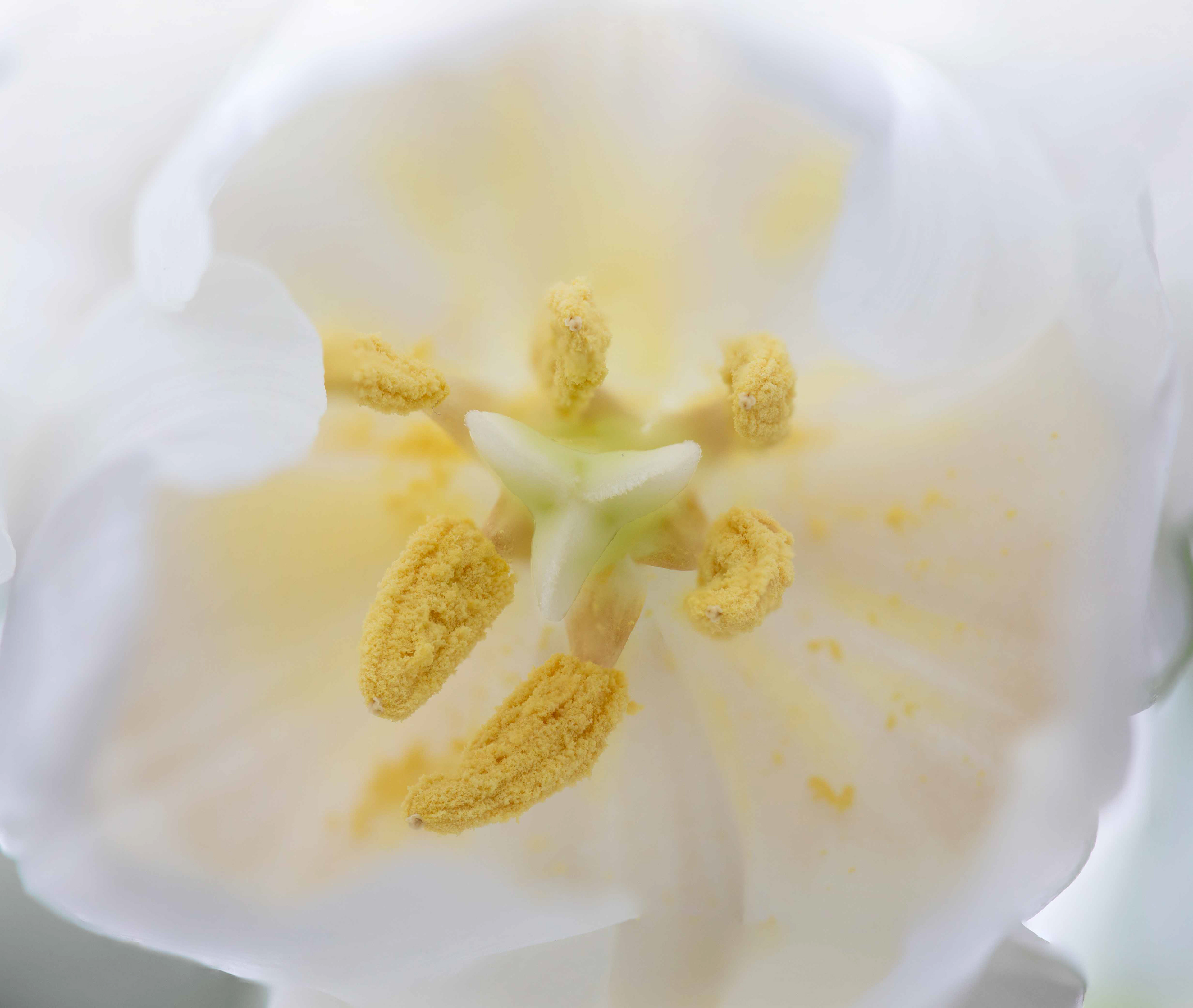 Tulip