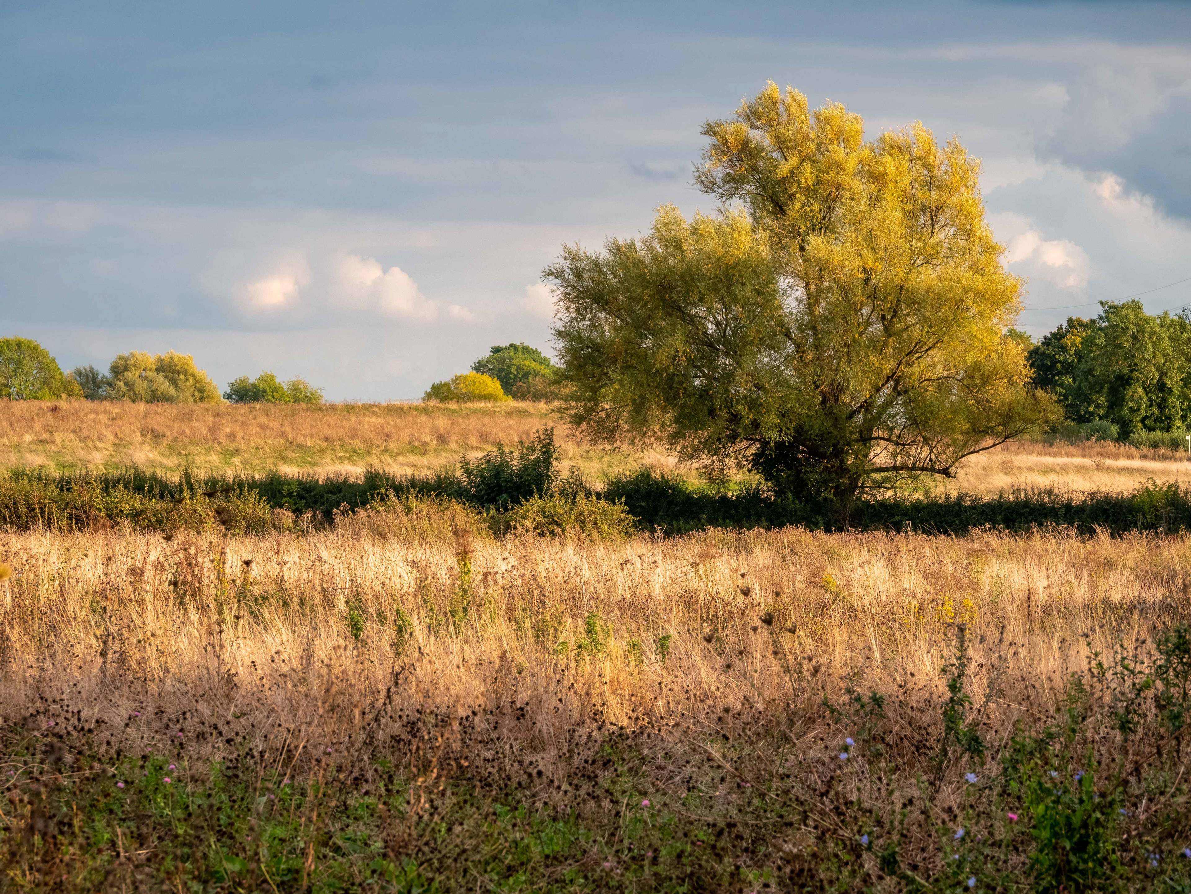 Evening light