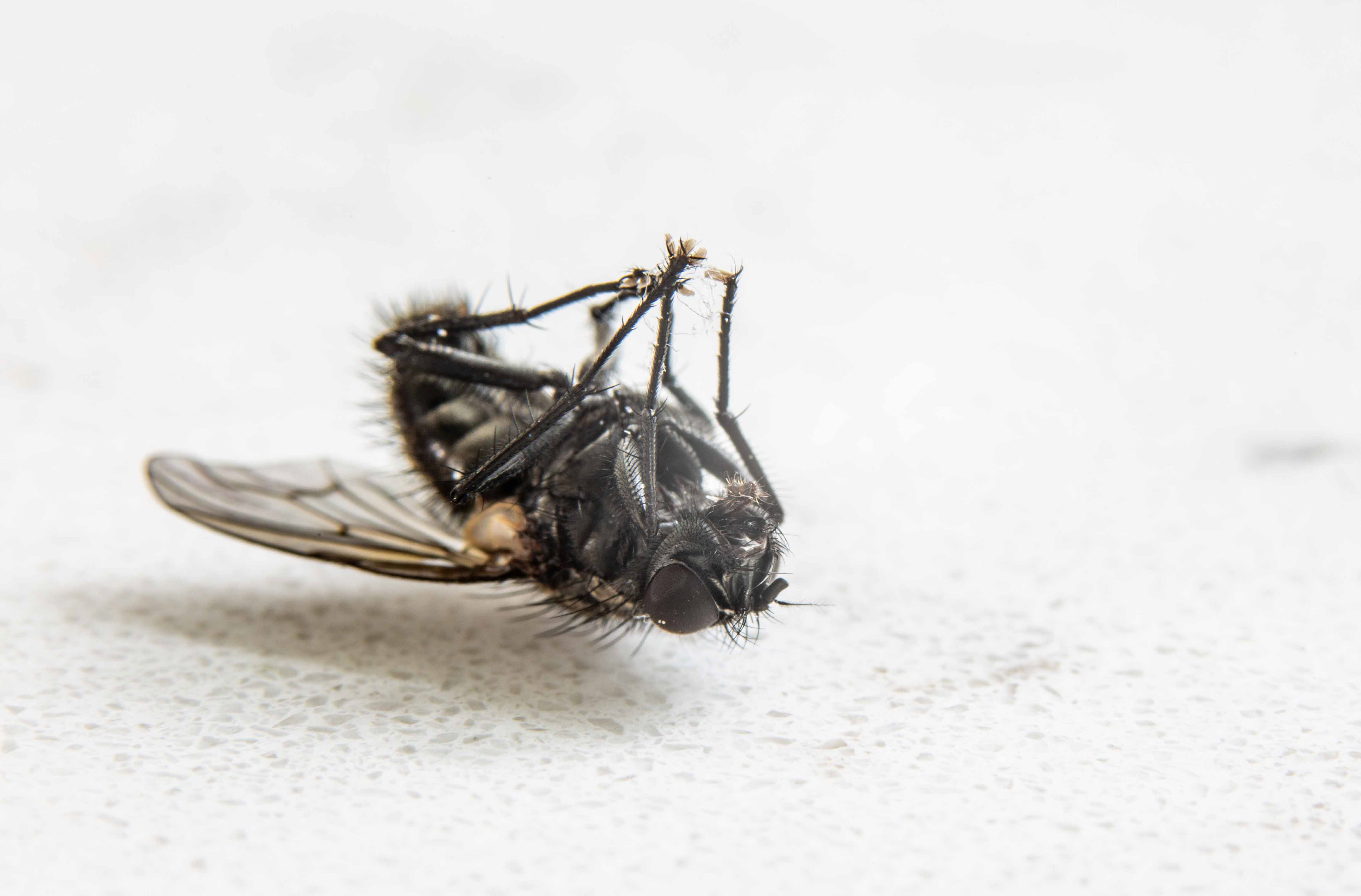 Dead fly