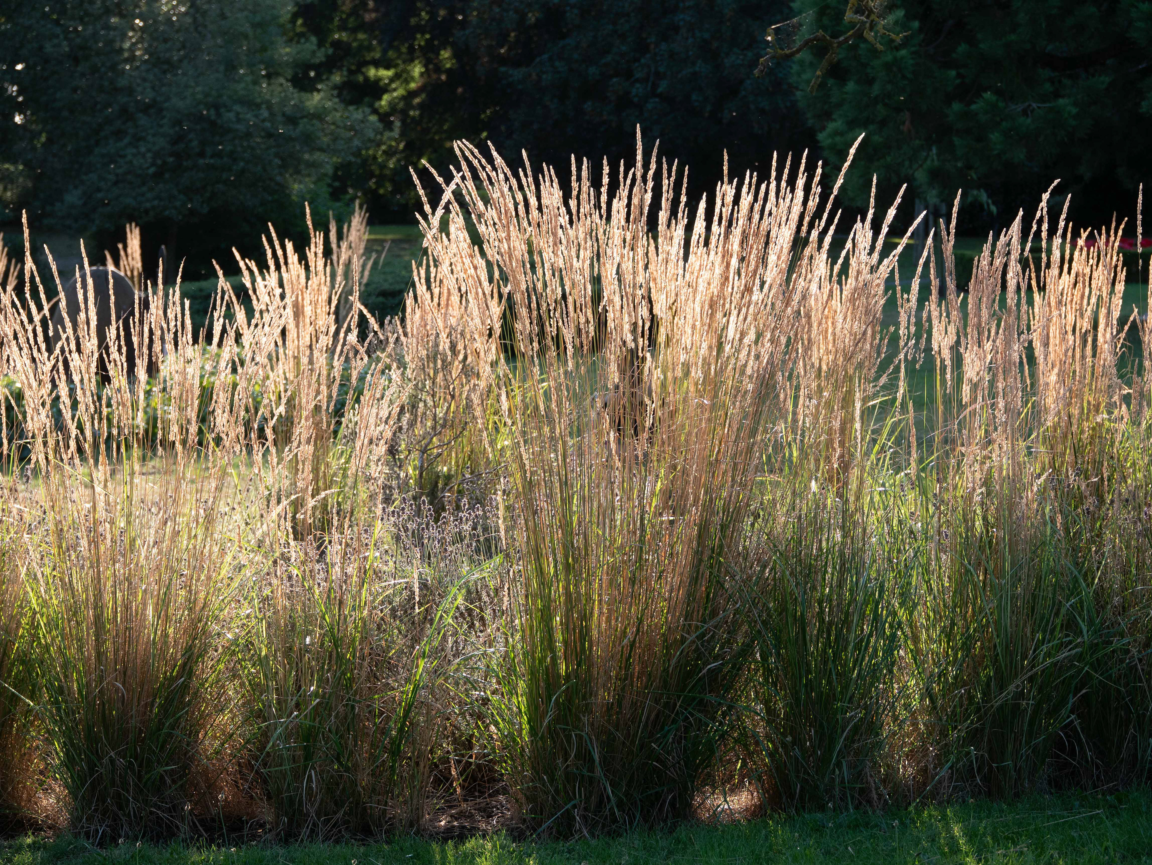 Backlit grass
