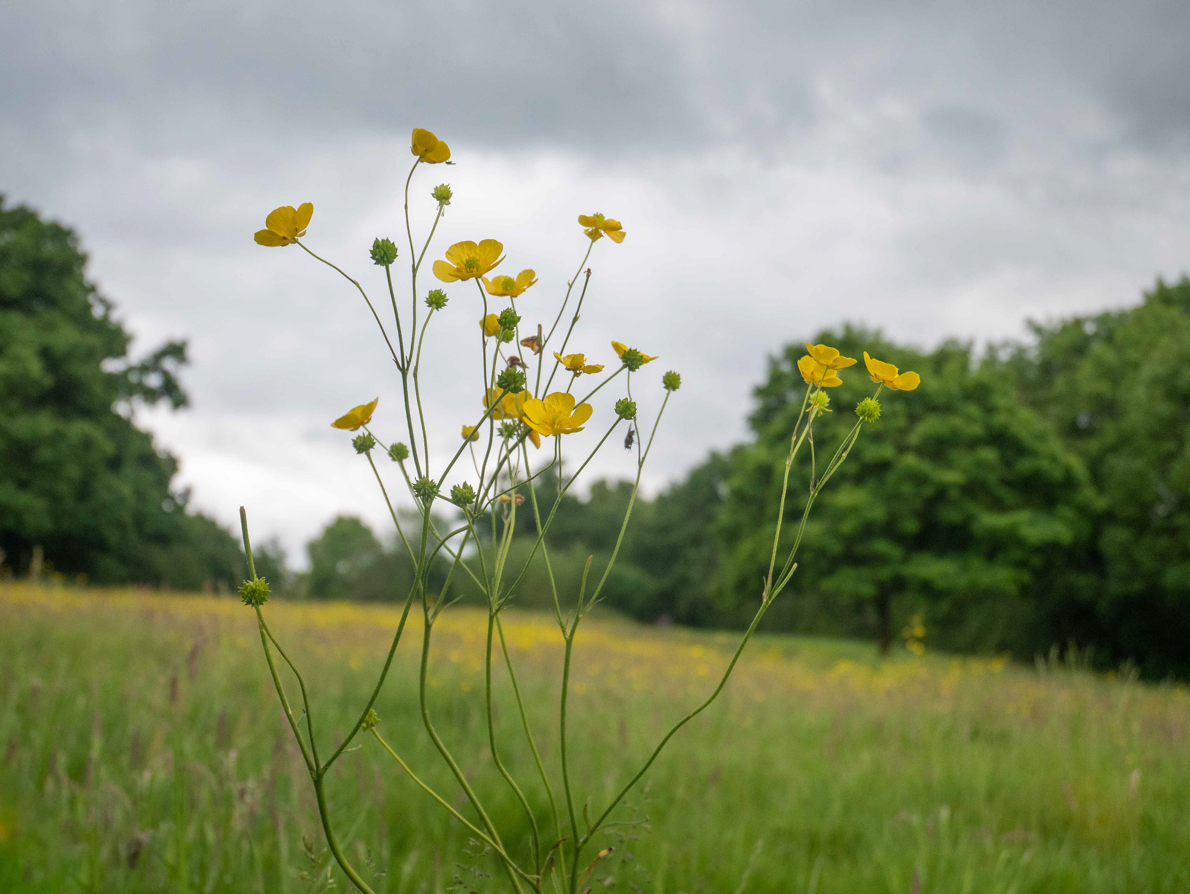 Buttercups