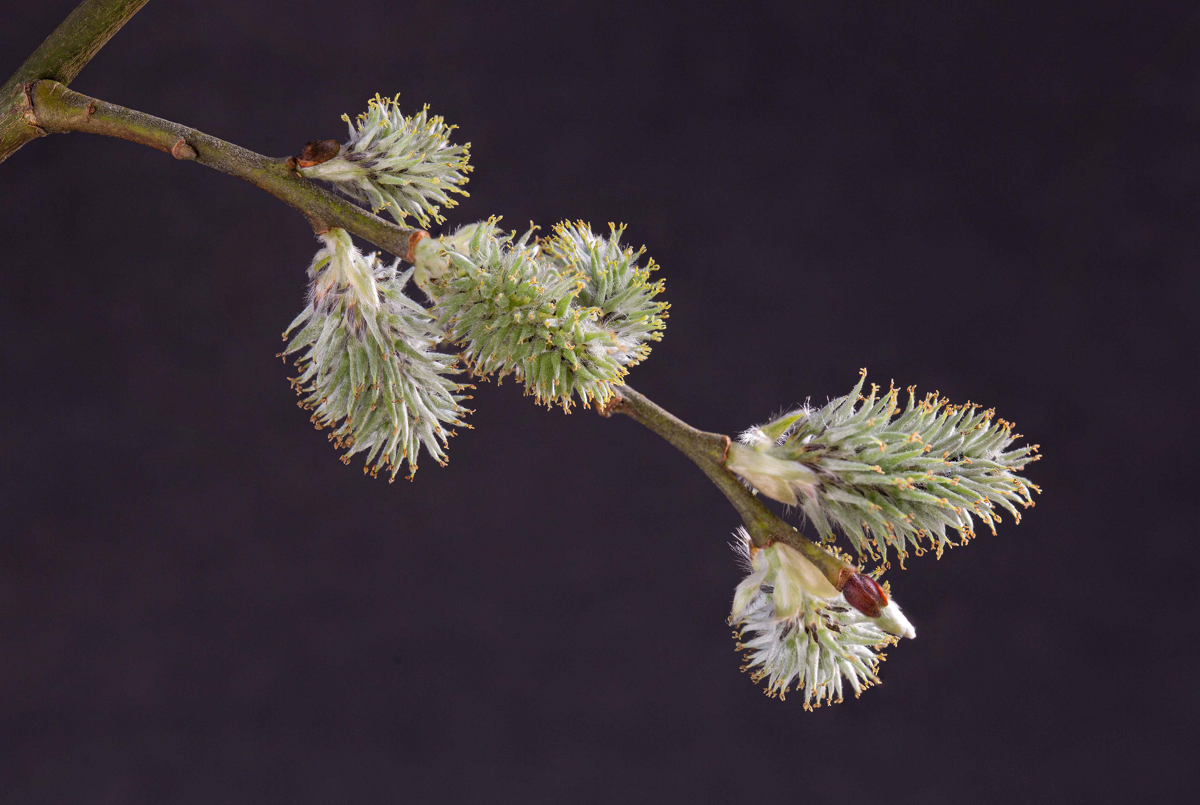 Seeds