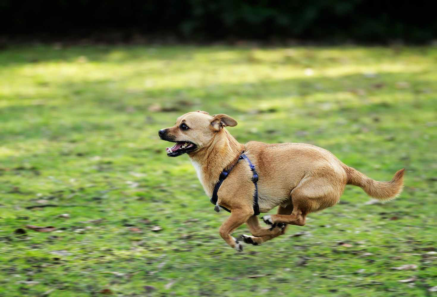 Hoverdog