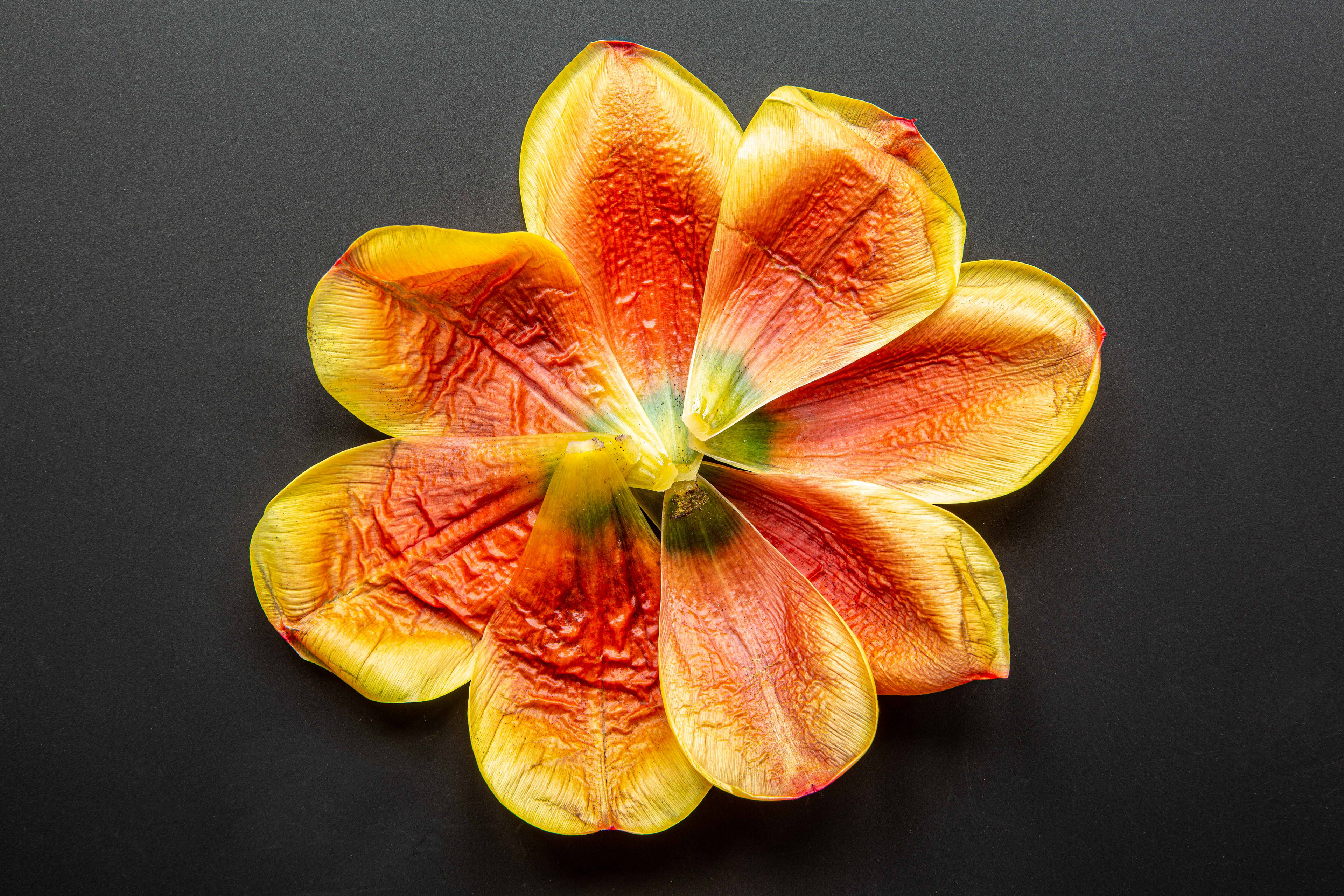 Petals