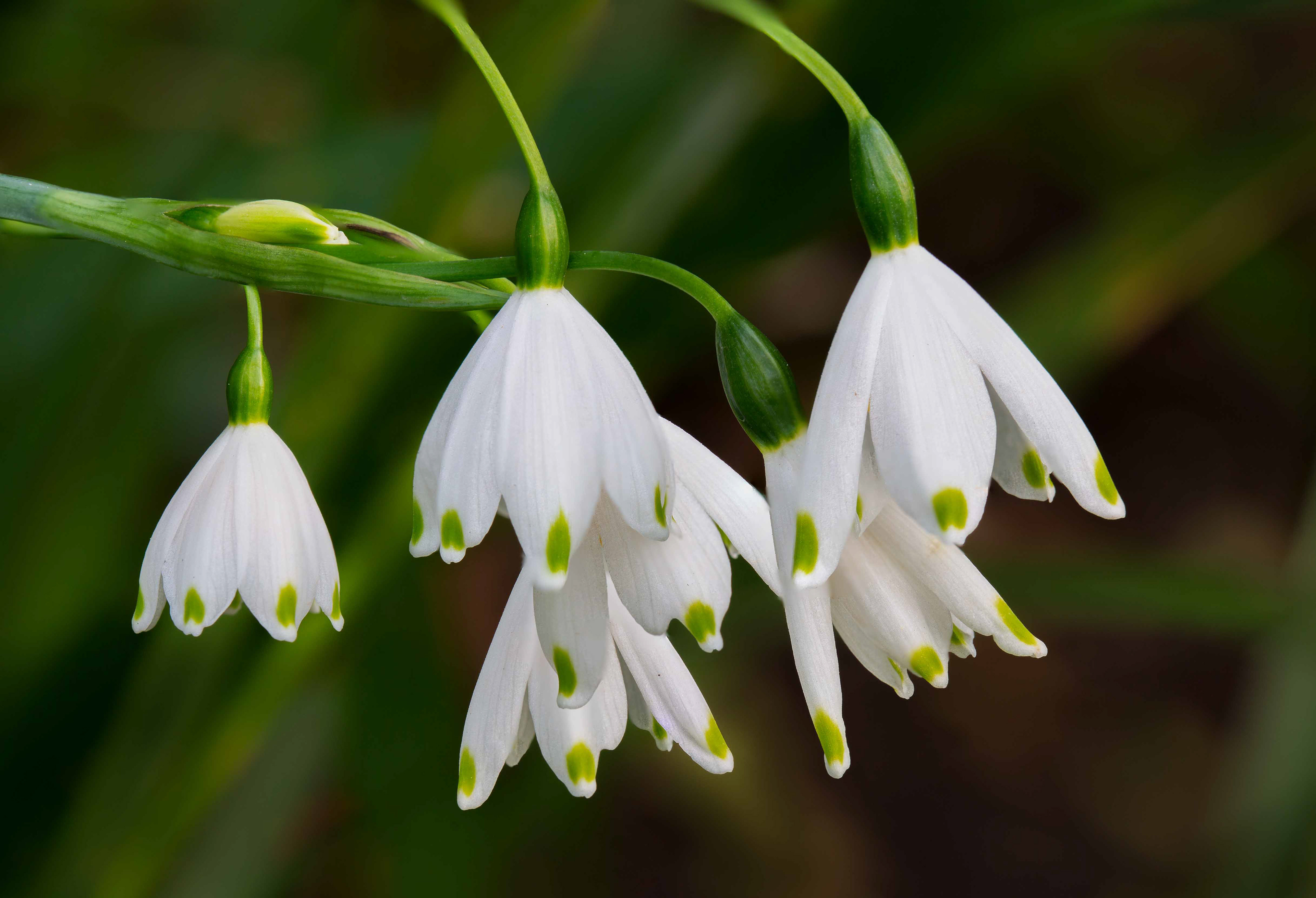 Spring Snowflakes
