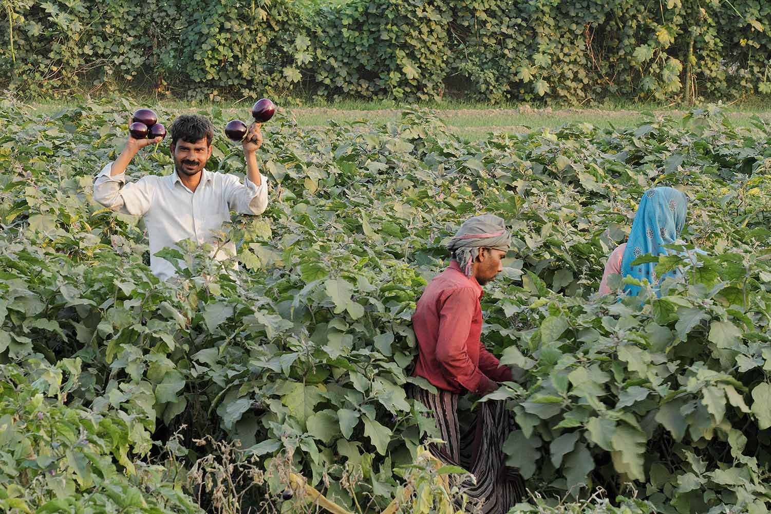 Harvesting aubergines, Agra, Uttar Pradesh