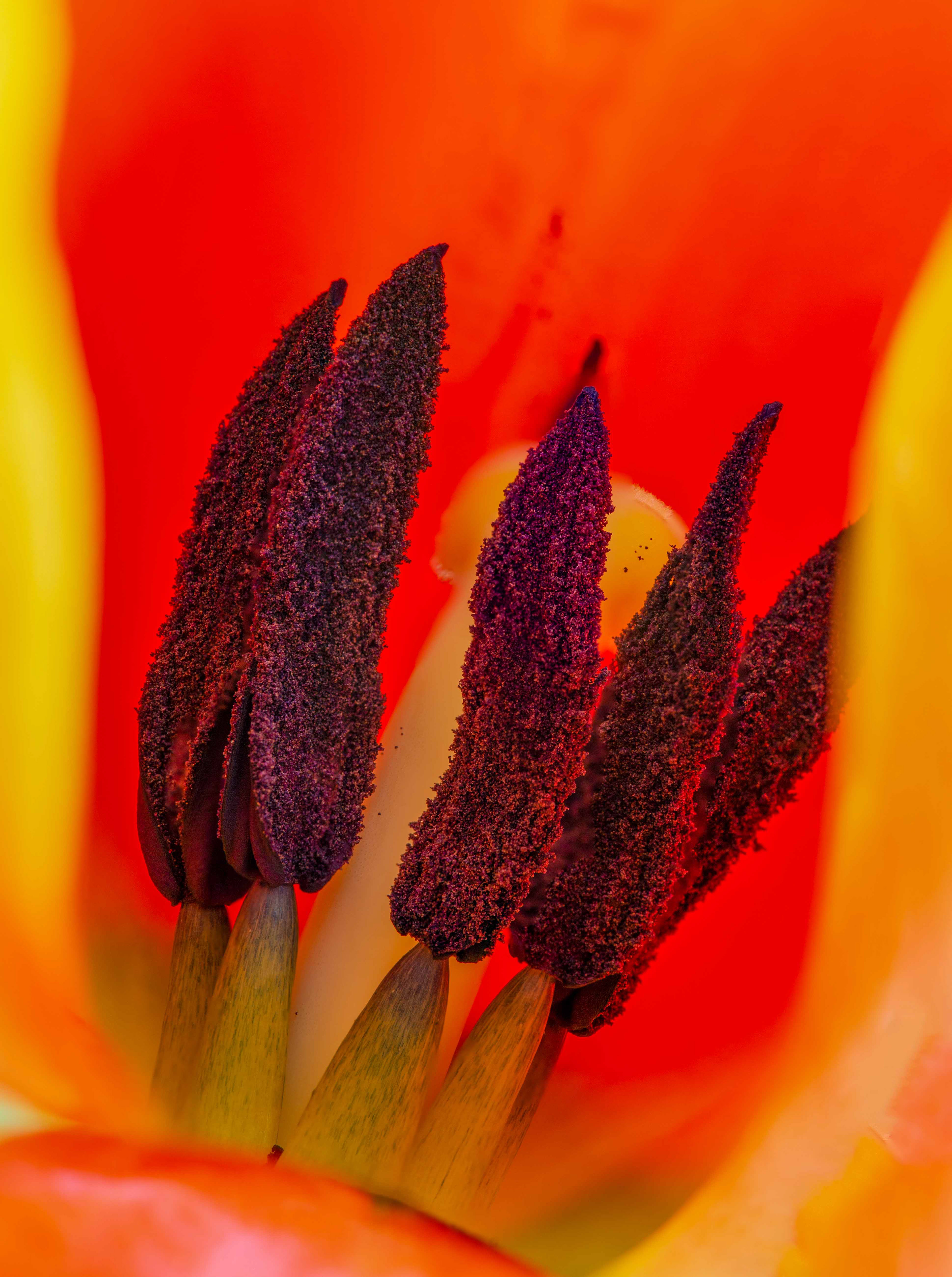 Bee's eye view