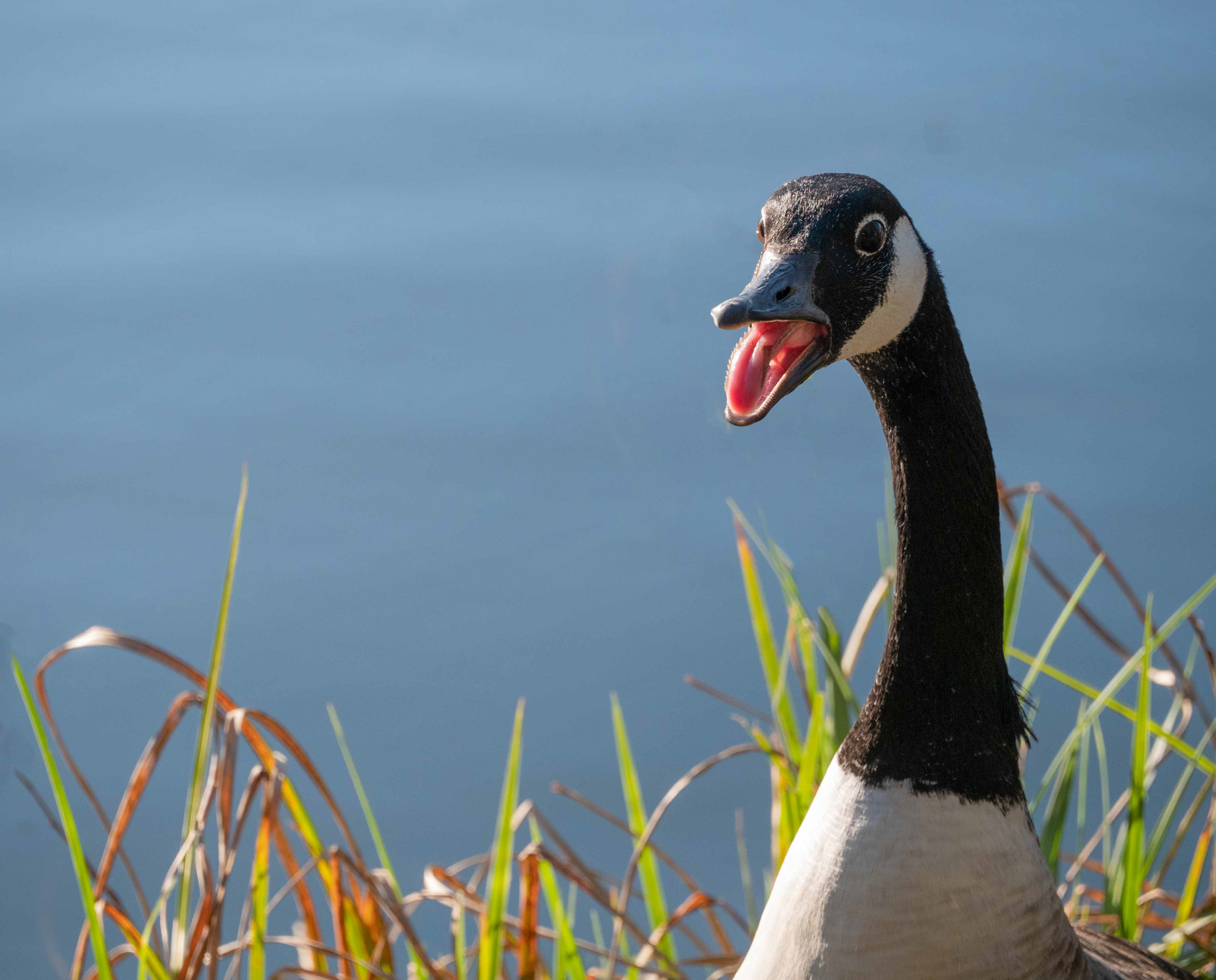 Goose