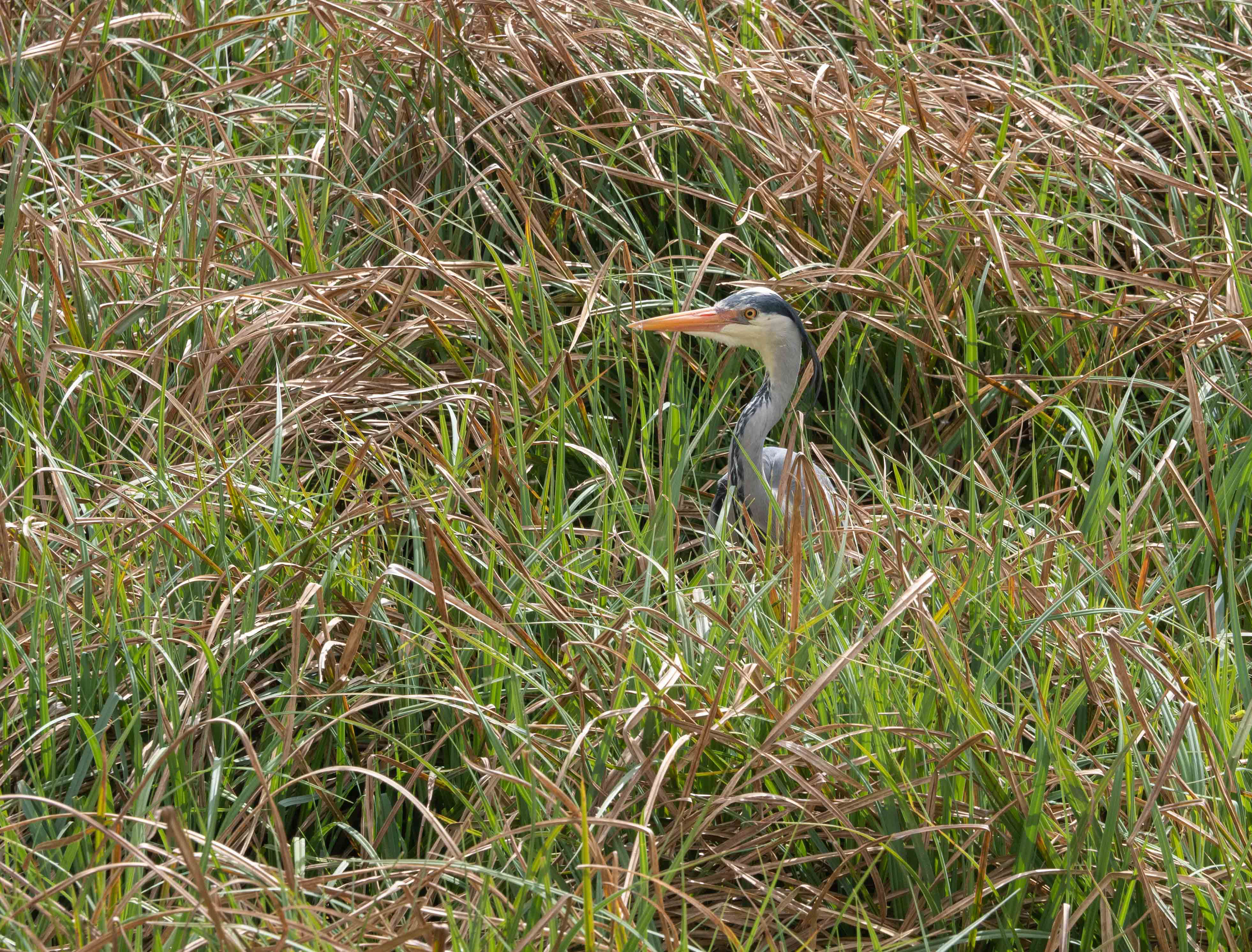 Heron hiding in the grass