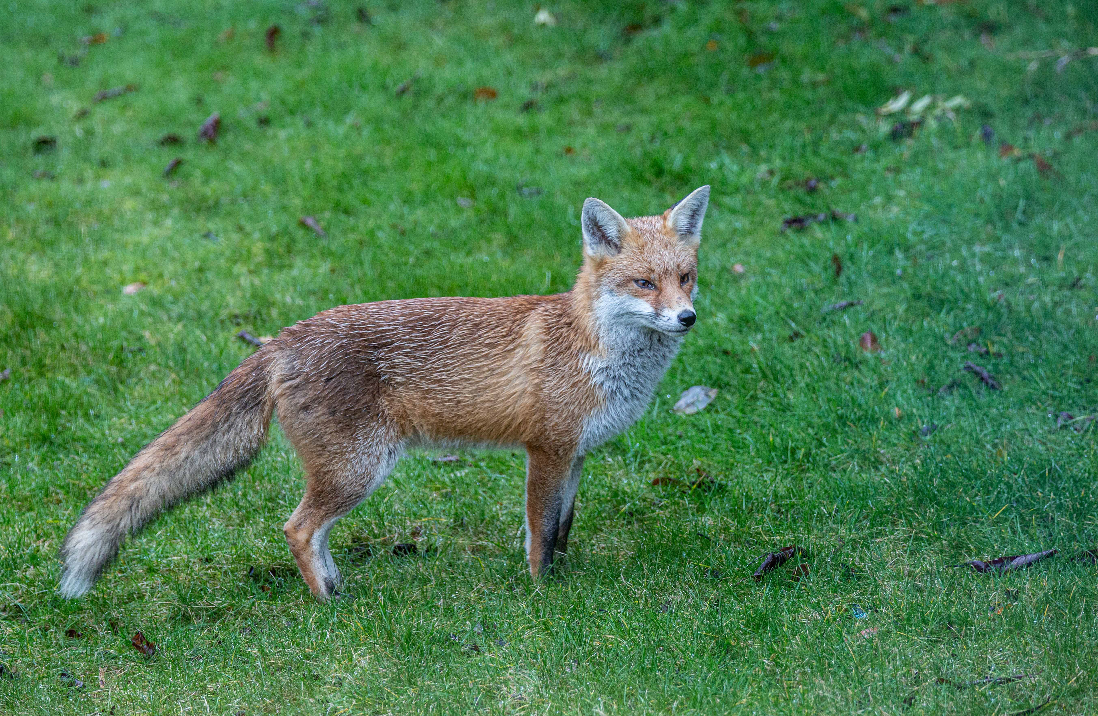 Suburban fox
