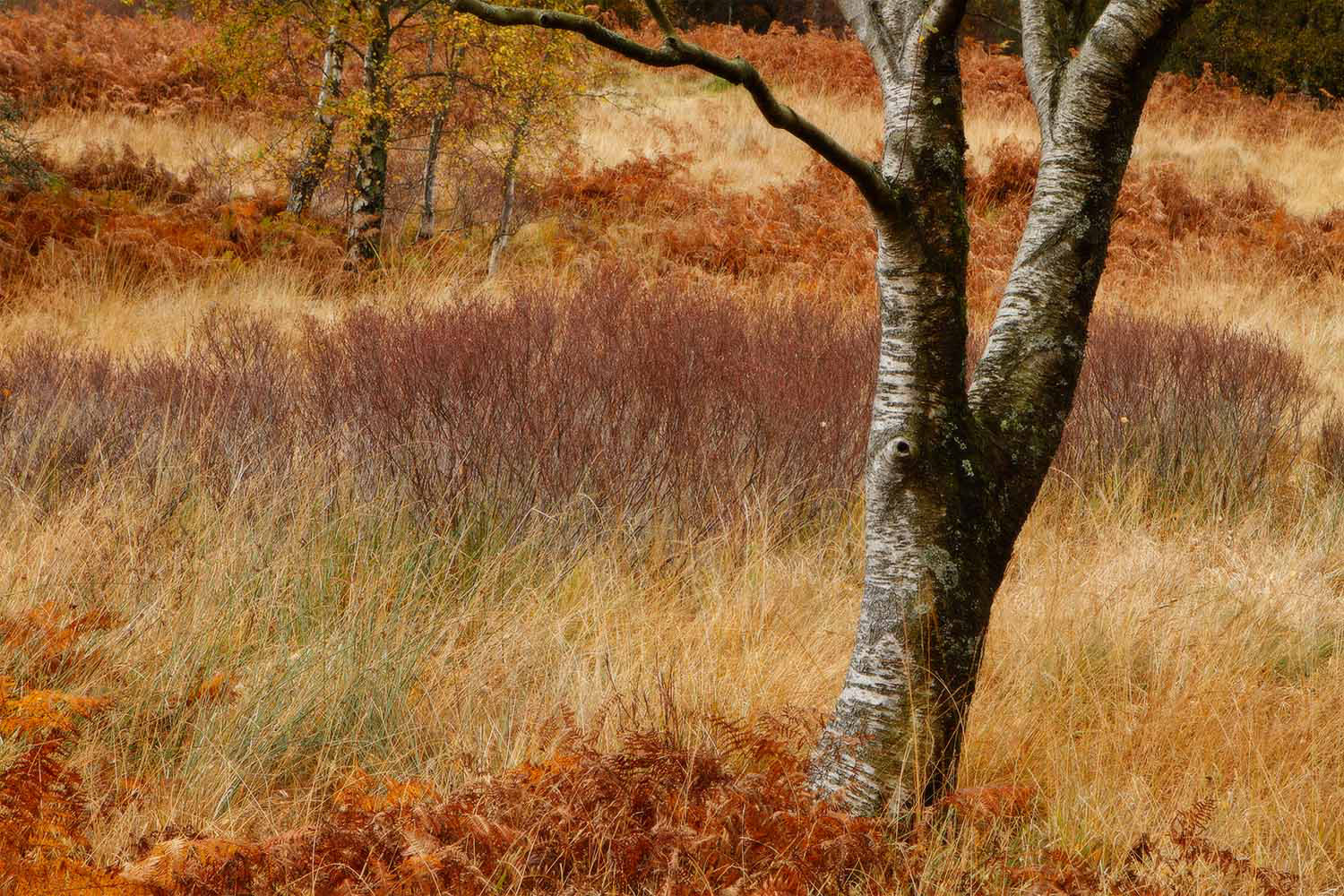 Manesty Woods, Cumbria