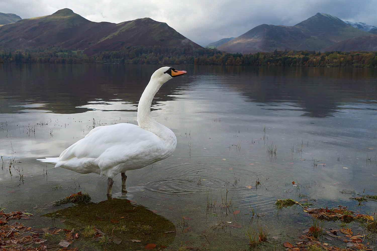 Derwentwater