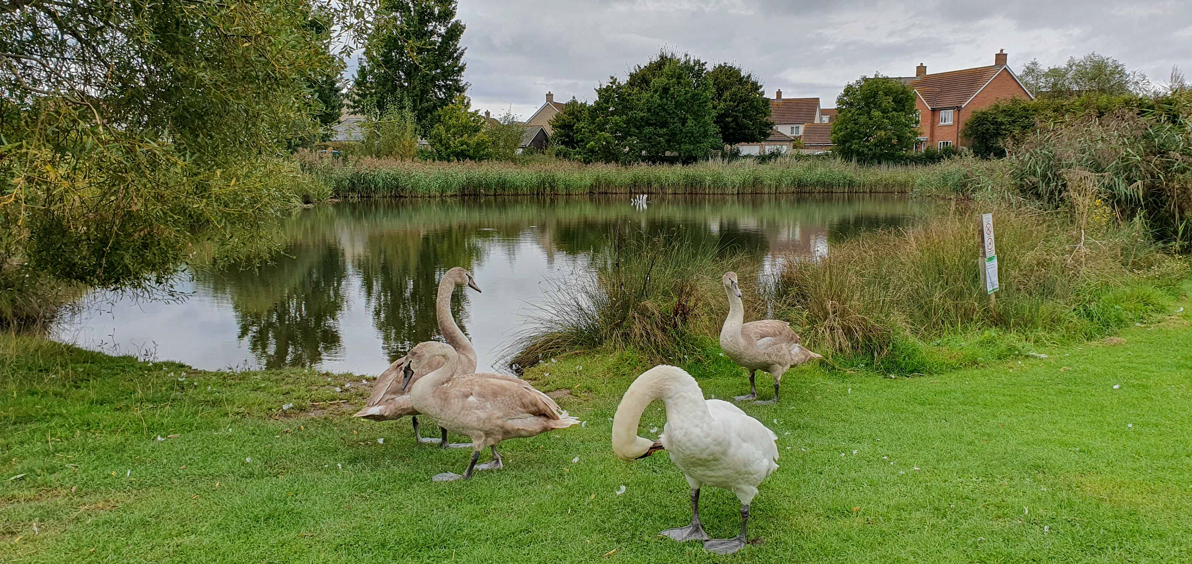 The village pond
