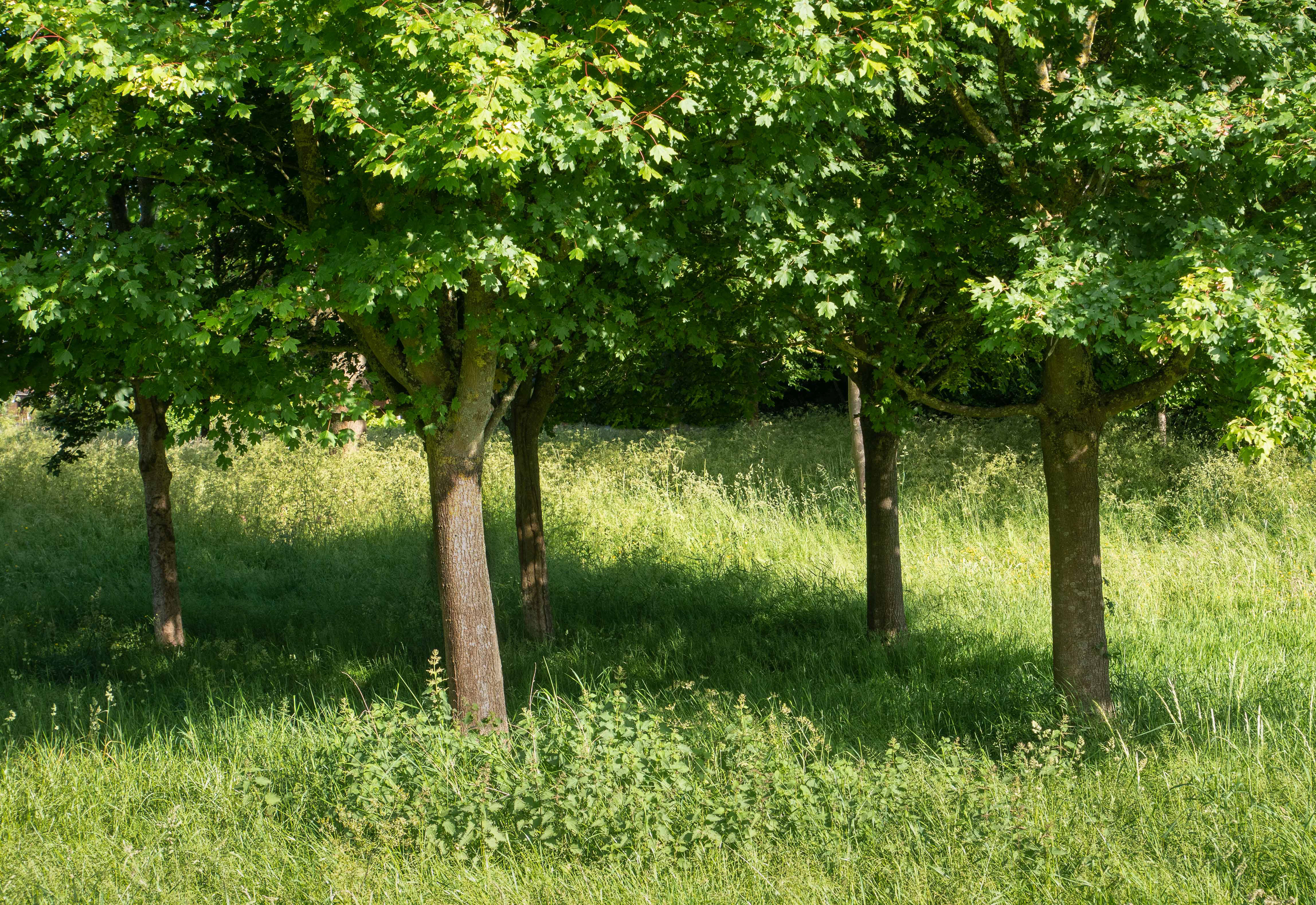 Woods