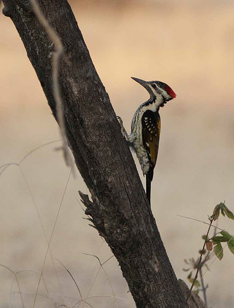 Woodpecker, Ranthambhore, India