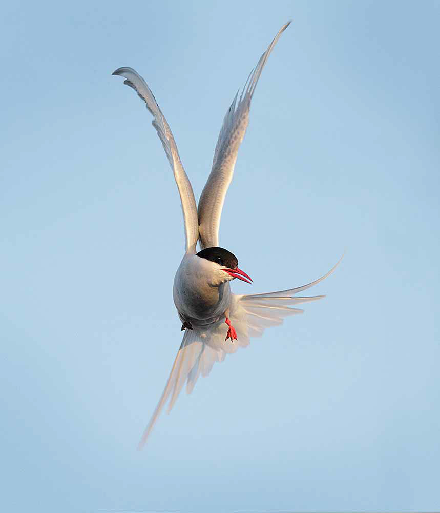 Arctic Tern, Iceland