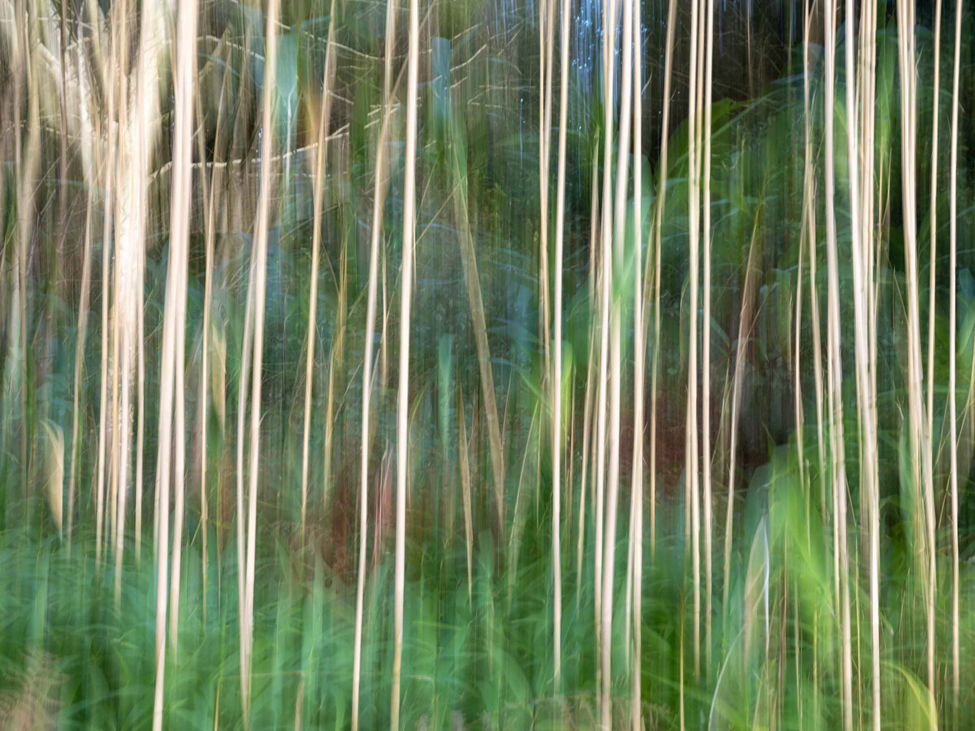 Grasses: ICM
