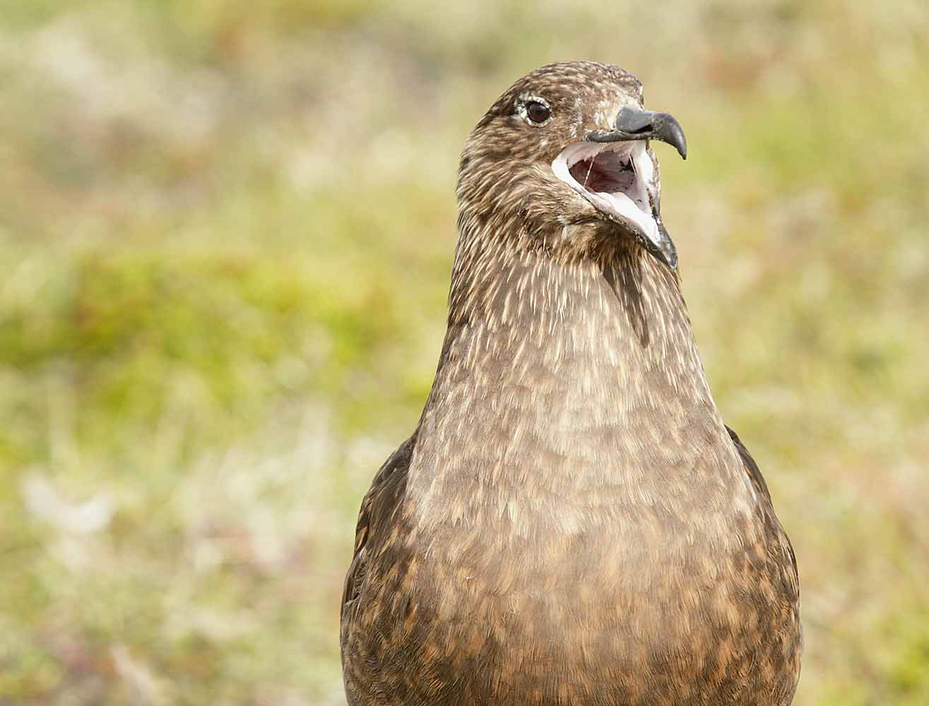 Skua, Iceland