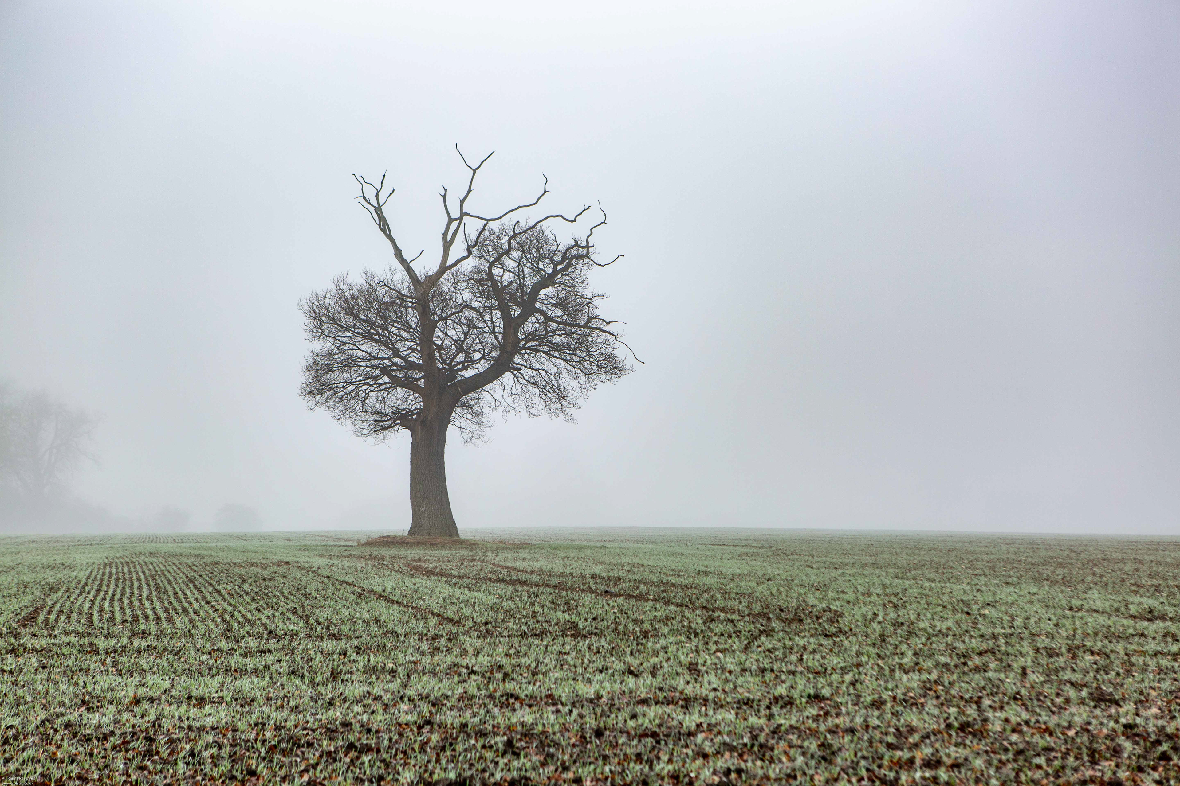Tree in Mist