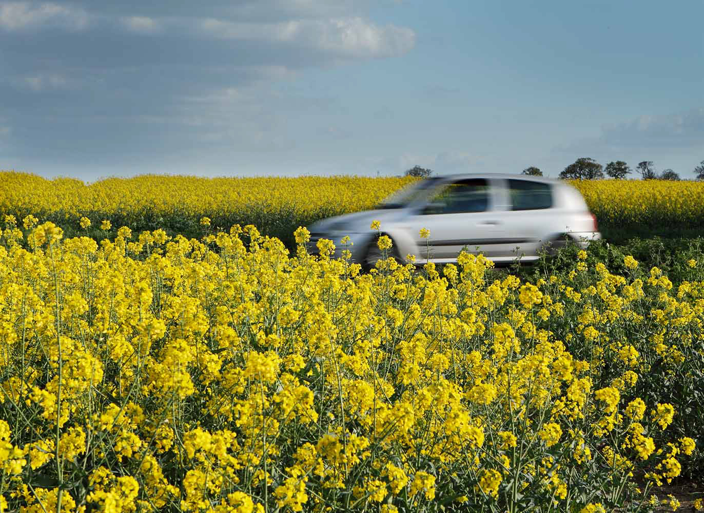 Rape fields