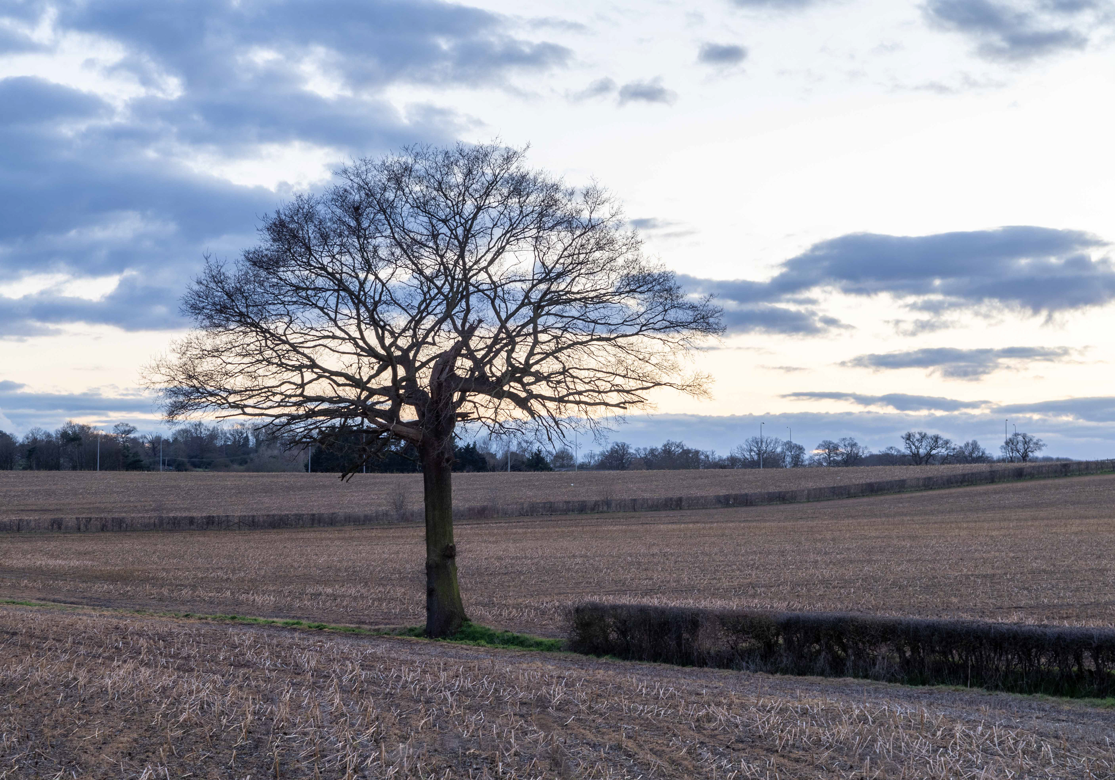 Lone tree