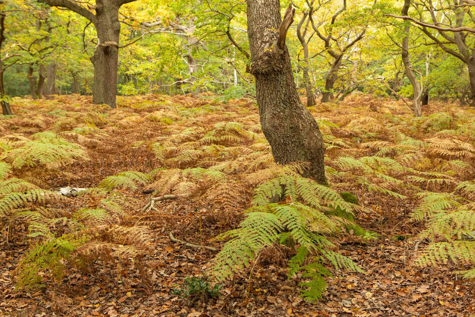 Burnham Beeches