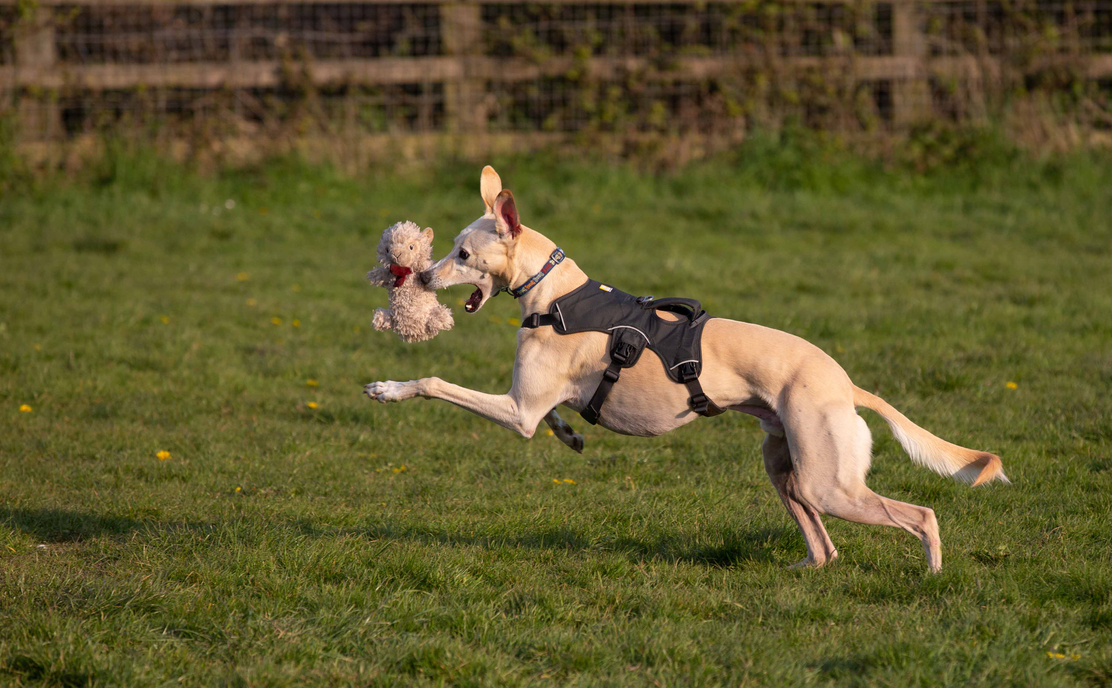 Dog playing