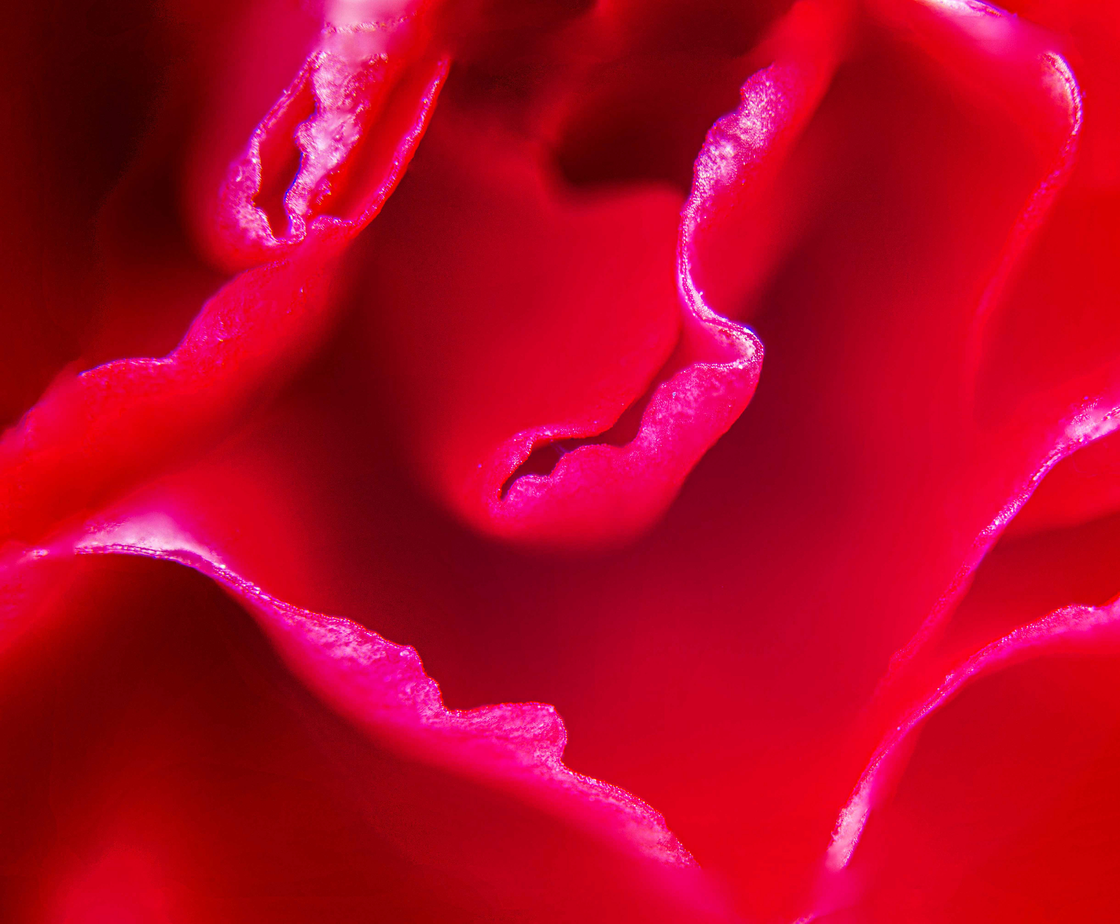 Flower detail