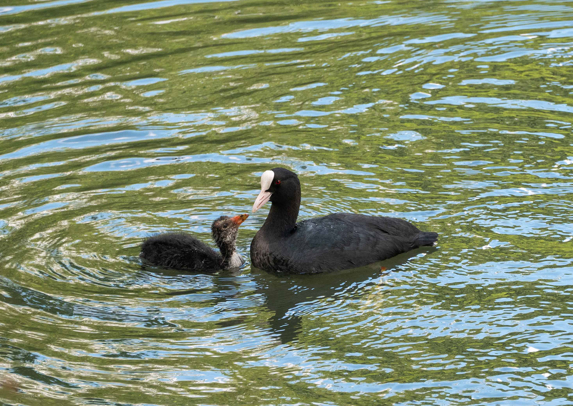 Coot and chick