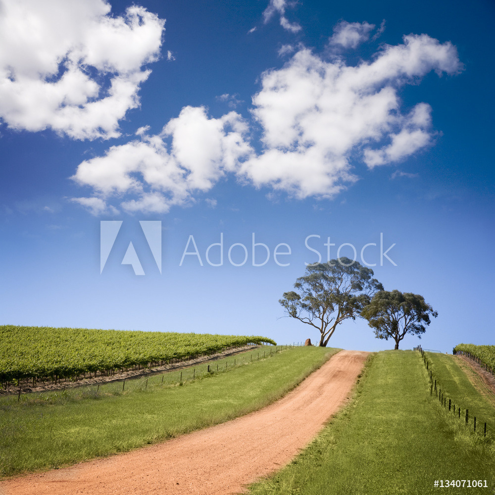 South Australian Vineyard