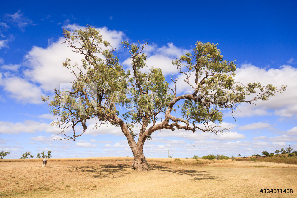 Coolabah Tree, Queensland, Australia