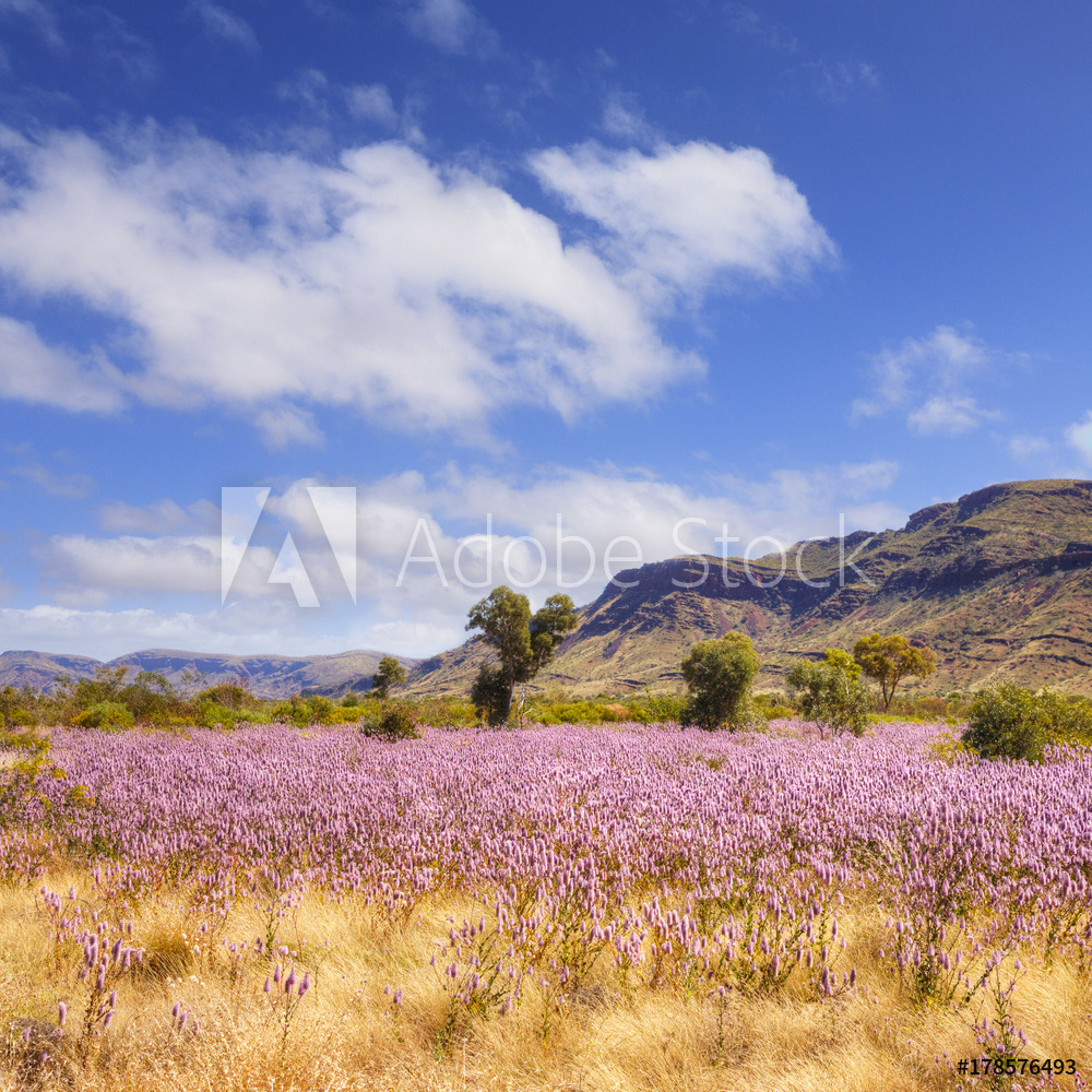 Wild Flowers in the Pilbara, Western Australia