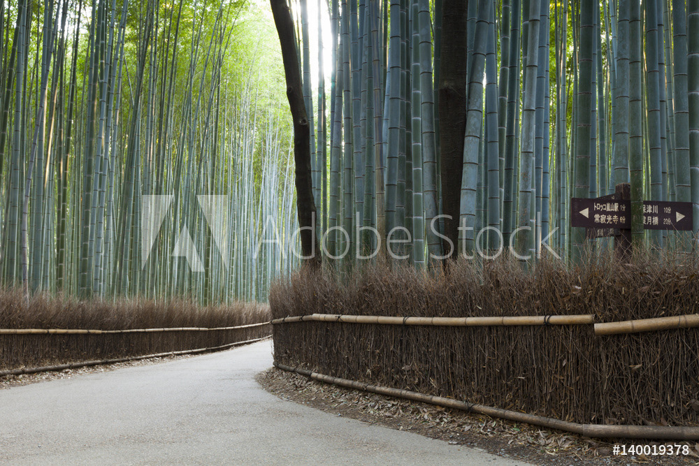 Bamboo Forest, Sagano, Kyoto