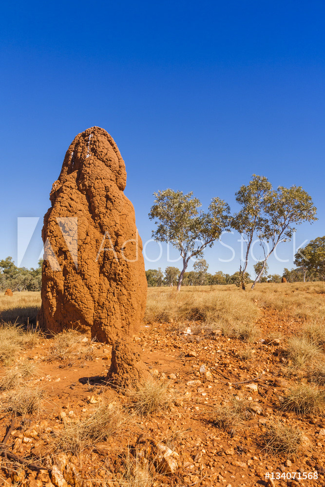Giant Termite Mound in Outback Western Australia