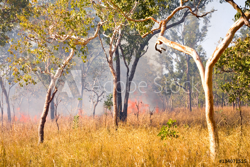 Bush Fire in Outback Australia
