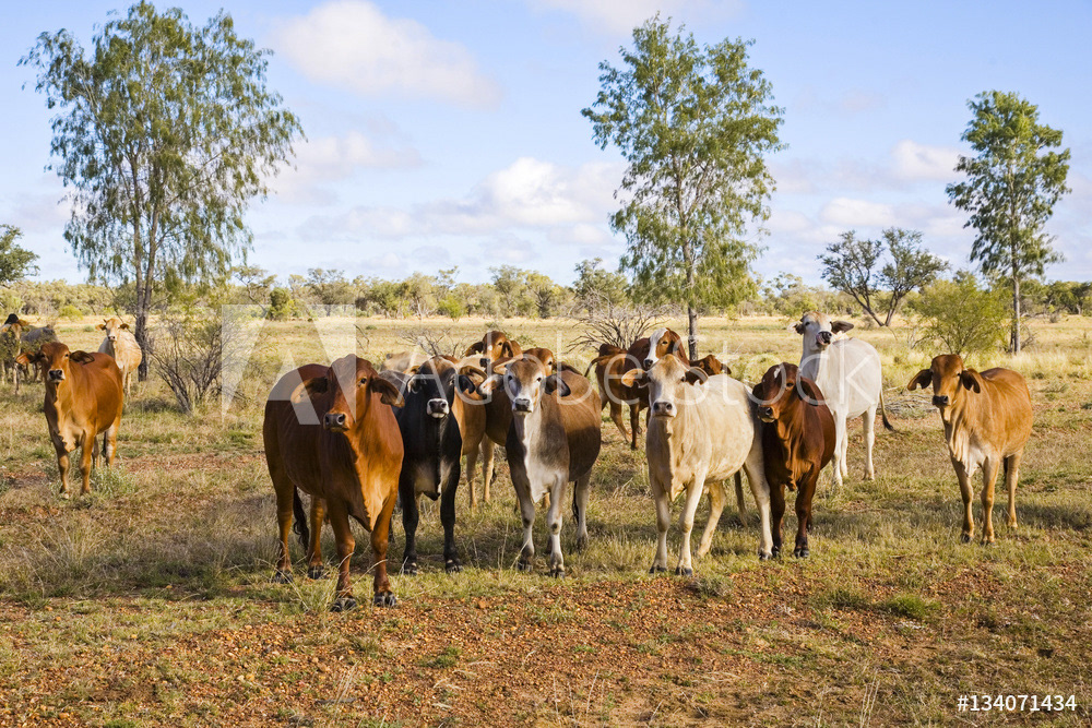 Herd of Brahma Cattle in Outback Queensland