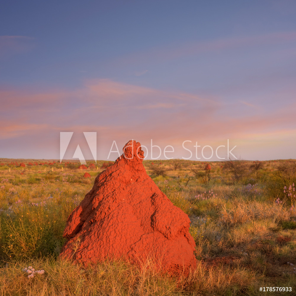 Giant Red Termite Mound, Western Australia