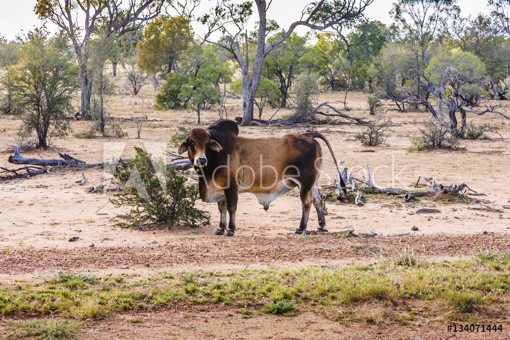 Brahma Bull in Outback Qoeensland