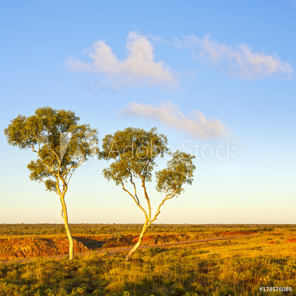 Ghost Gums in Outback Australia